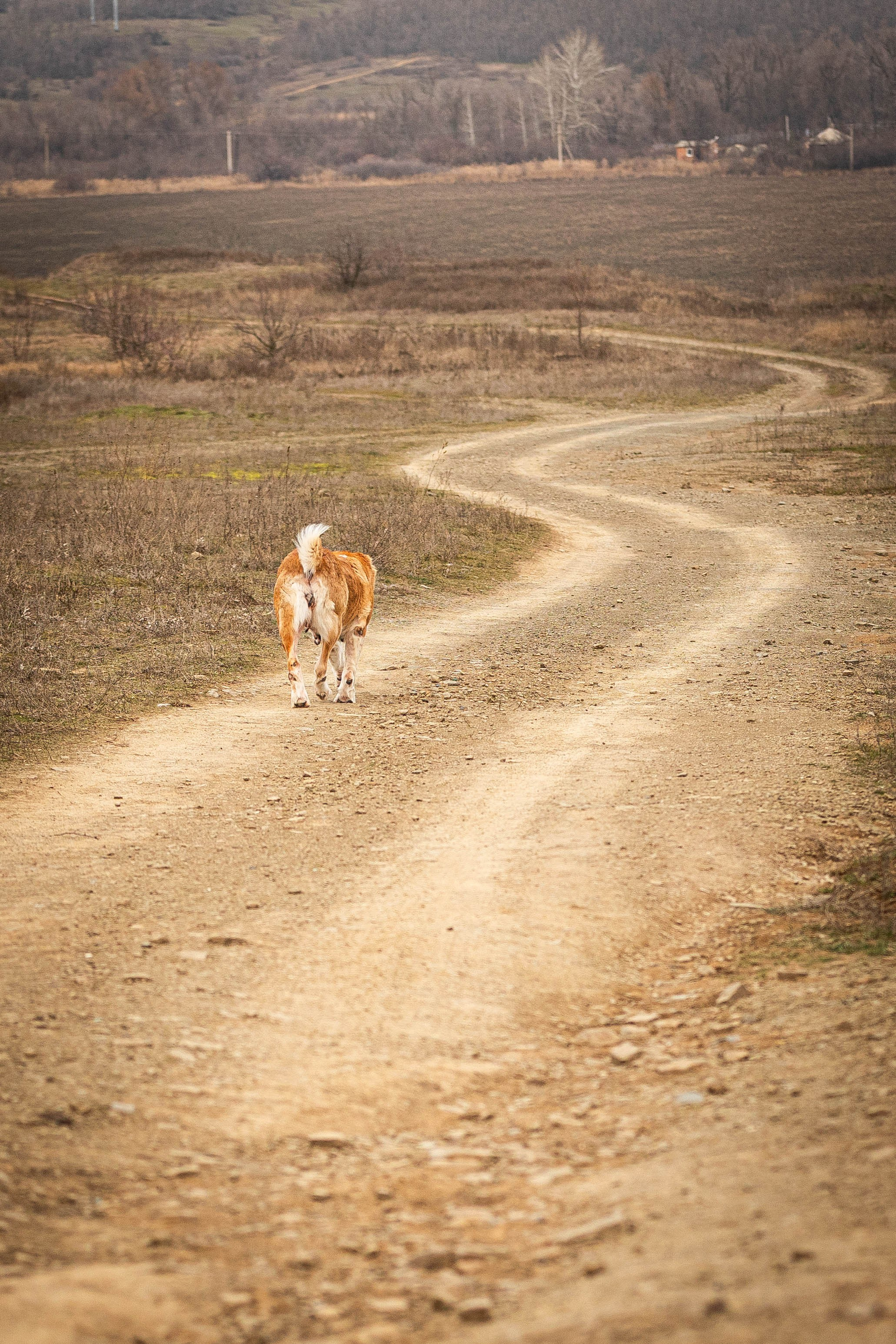 Пальма. Фотограф-АниМалист Анна Абрамова