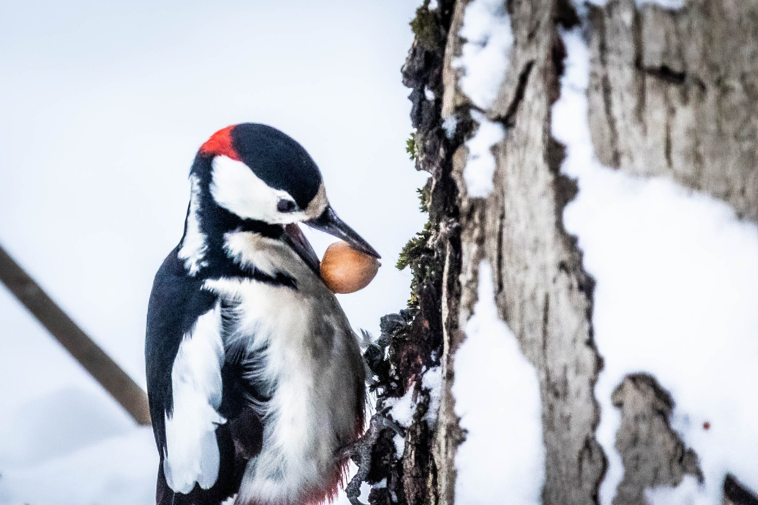 Дикий животный мир. Фотограф-АниМалист Анна Абрамова