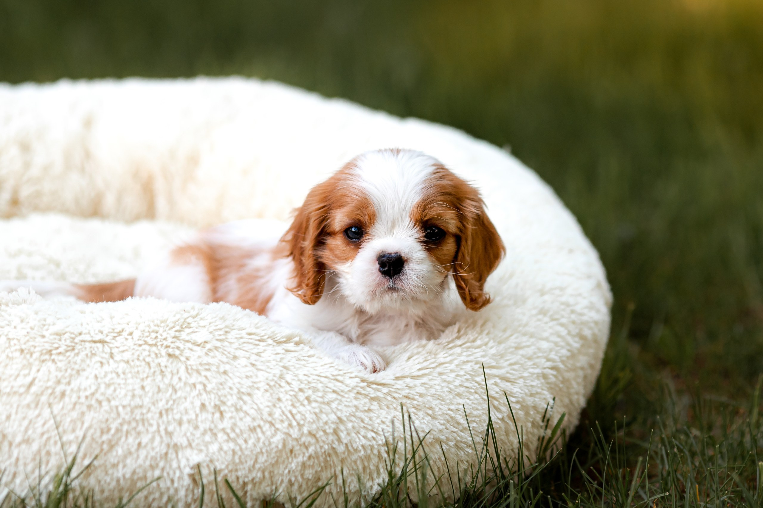 Belle Destino (питомник): щенки. Портретный и репортажный фотограф в Воронеже: Анастасия Пузикова