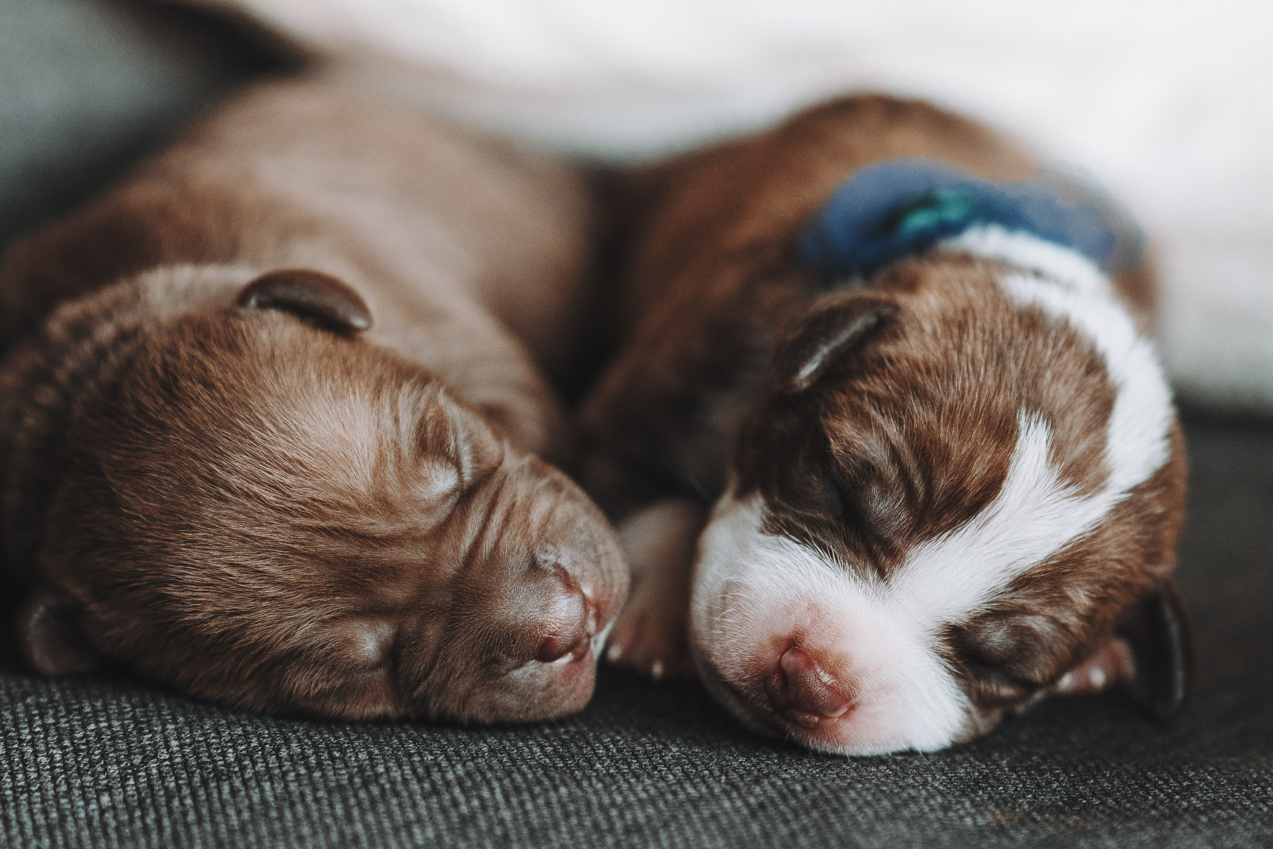 Прайтеры. Фотограф анималист Осипчикова Мария