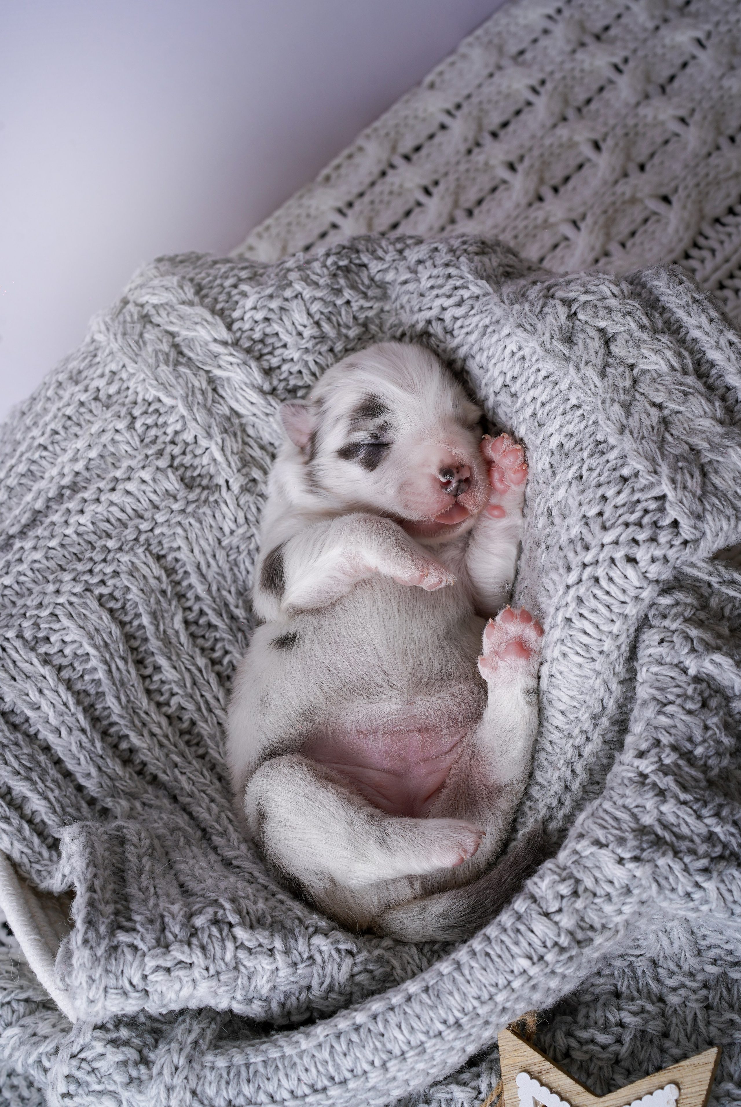 Щенки австралийской овчарки. Фотограф-анималист в Санкт-Петербурге Яна Мартынова