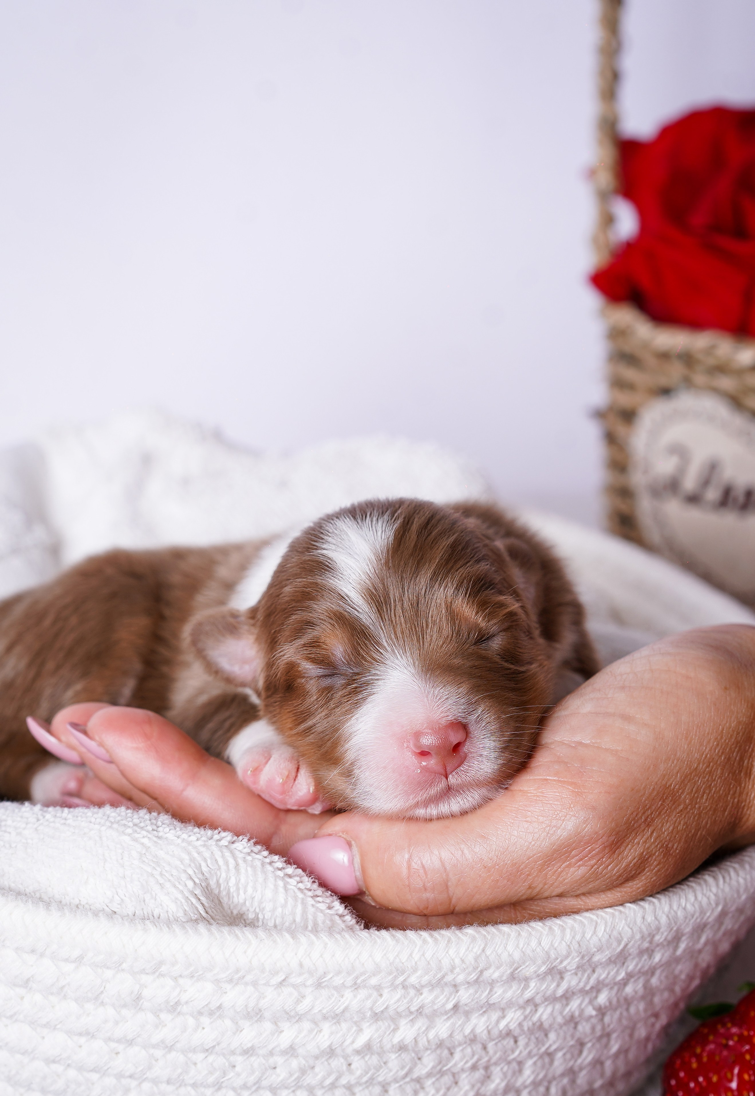 Щенки аусси. Фотограф-анималист в Санкт-Петербурге Яна Мартынова