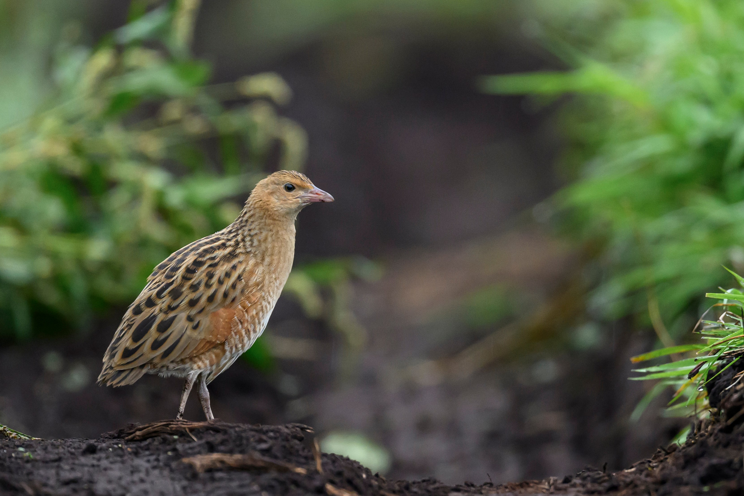 Коростель, кукушка, каменка. Wildlife photography by Sergey Puponin