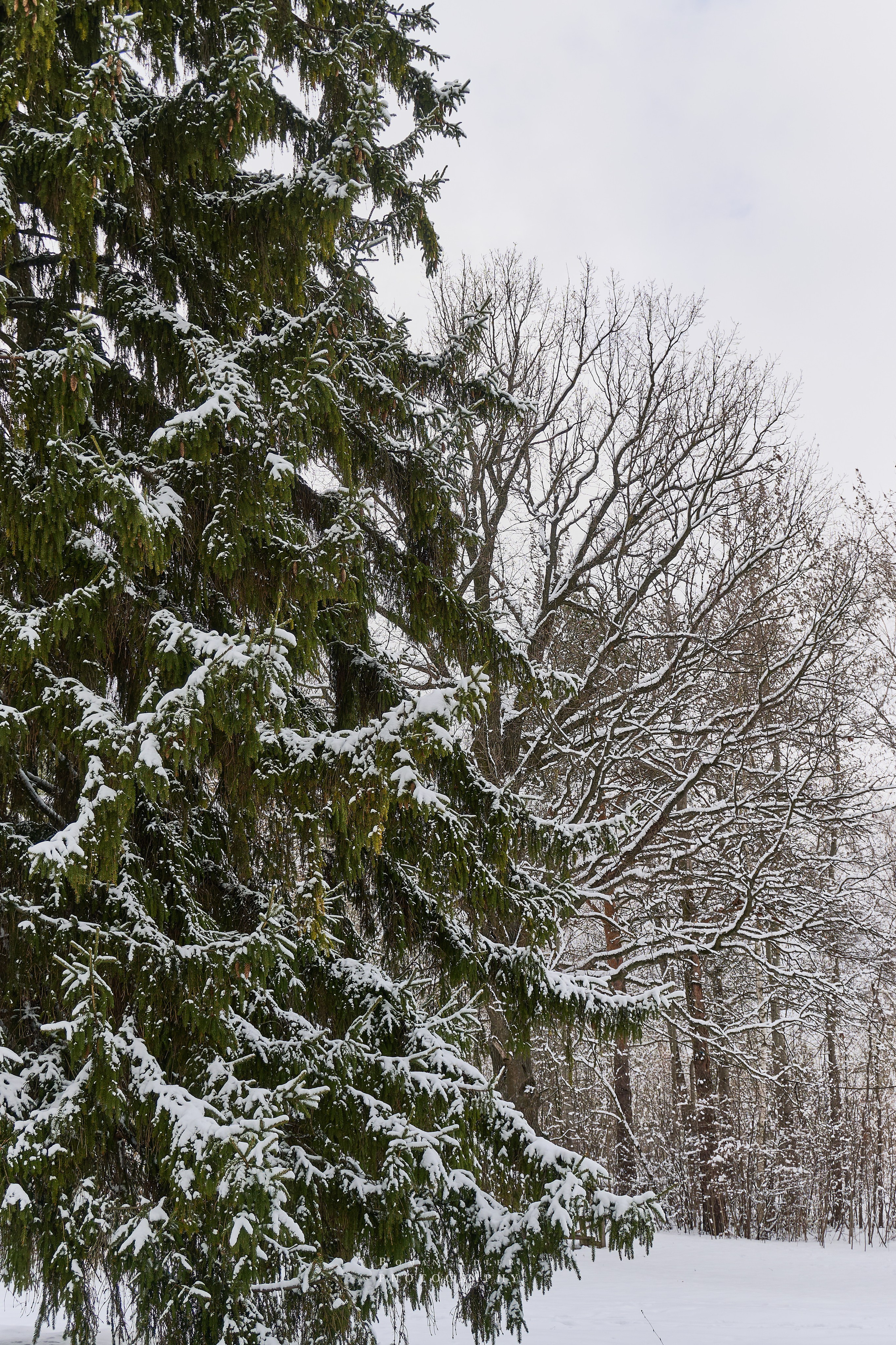 Апрельский снег. Москва 2025. Фотограф Роман Адлер