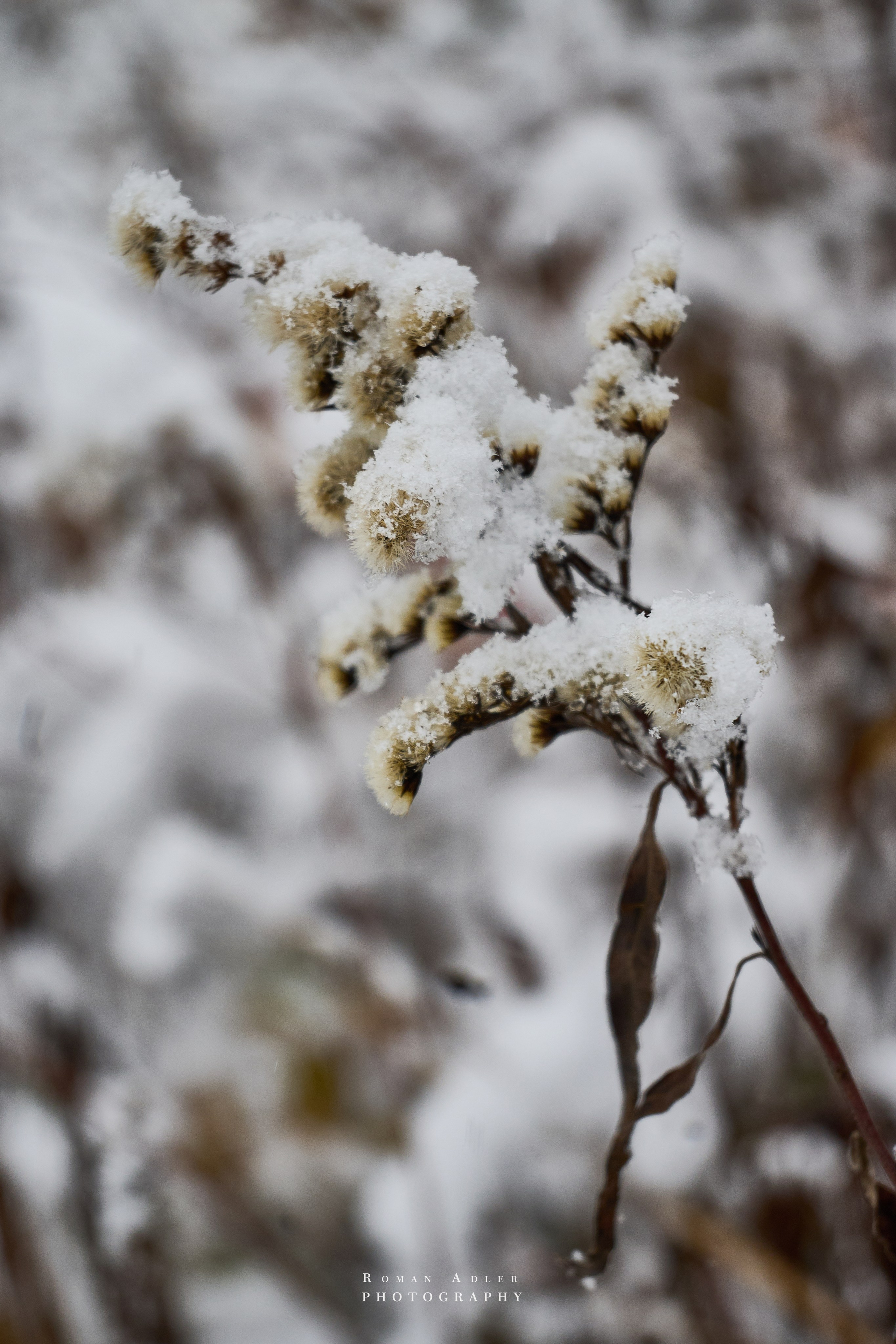 Первый снег. Ноябрь 2024. Фотограф Роман Адлер