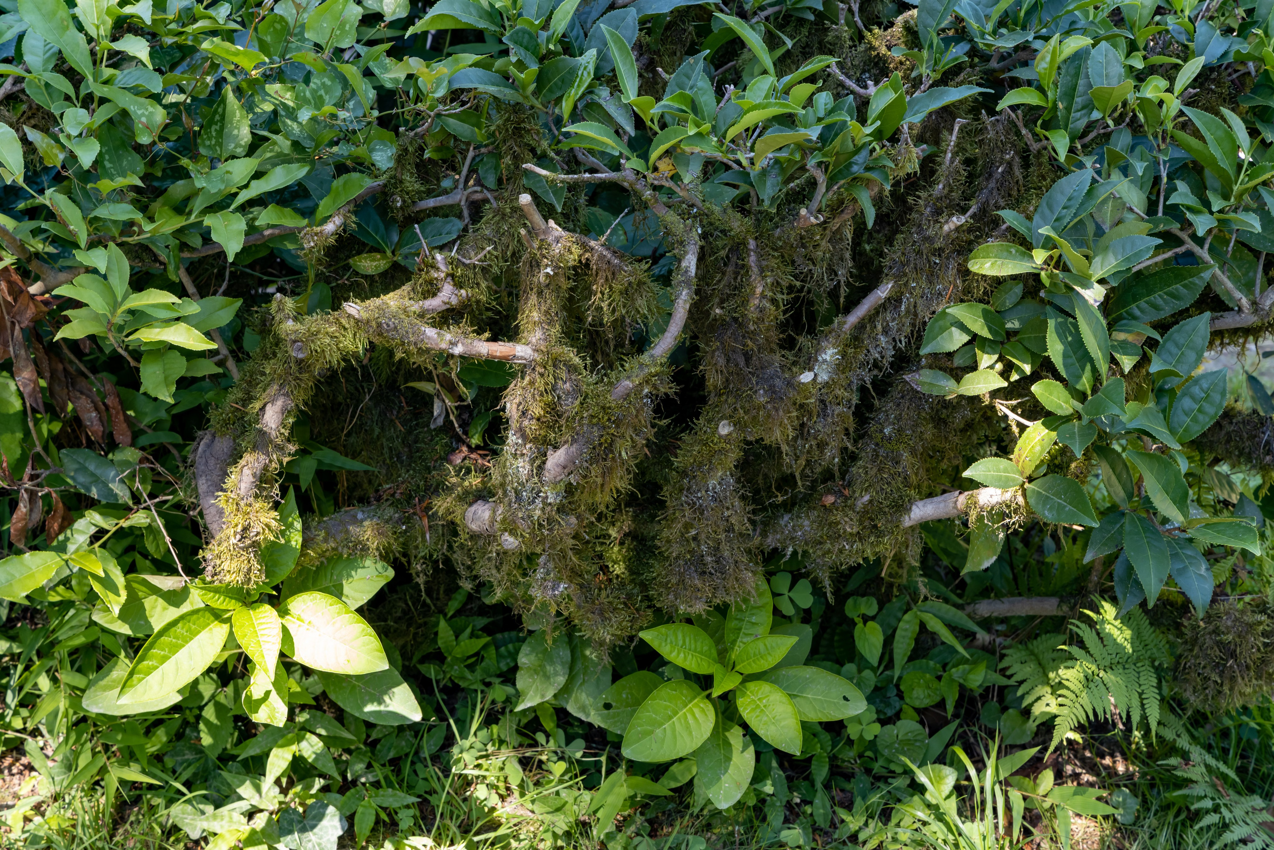 Сочи. Солох Аул. Репортажный, семейный и студийный фотограф в Москве Демин Алексей