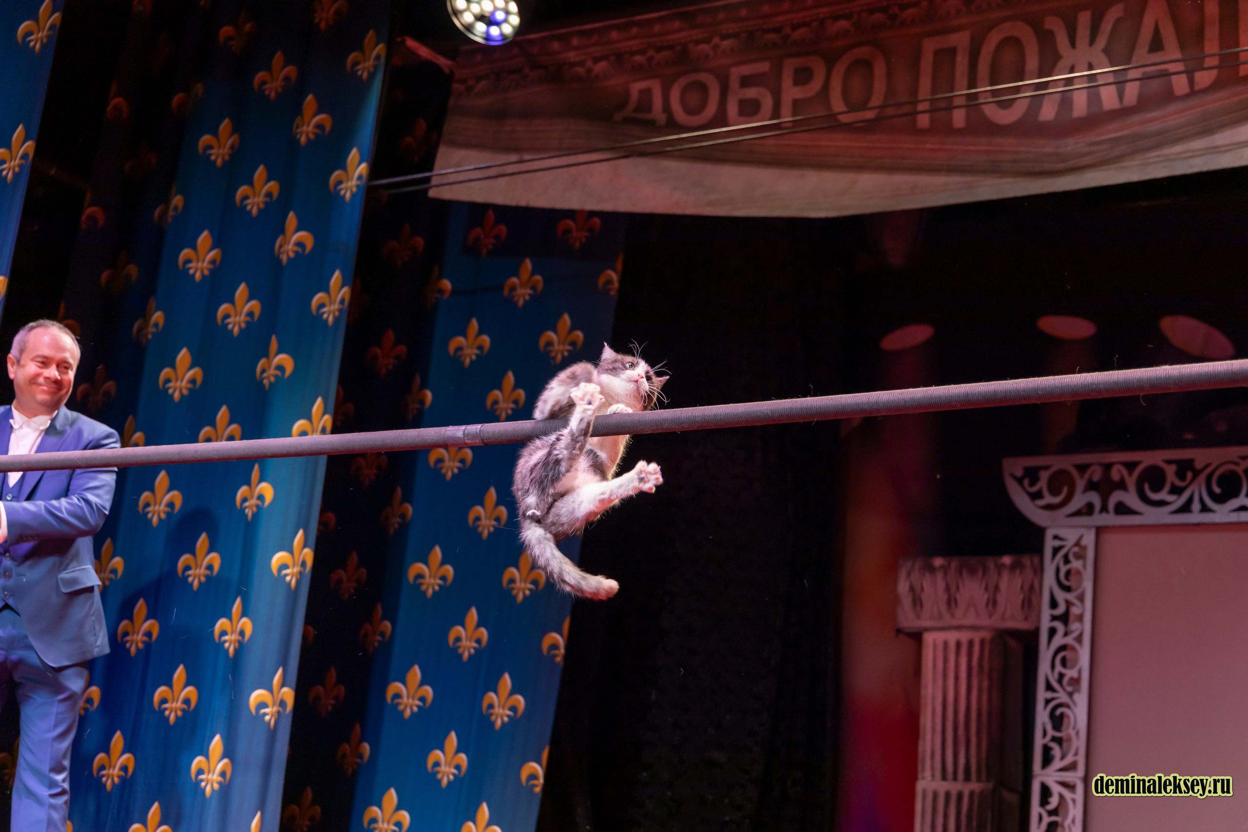 Театр кошек Куклачева 26 февраля 2025. Репортажный, семейный и студийный фотограф в Москве Демин Алексей