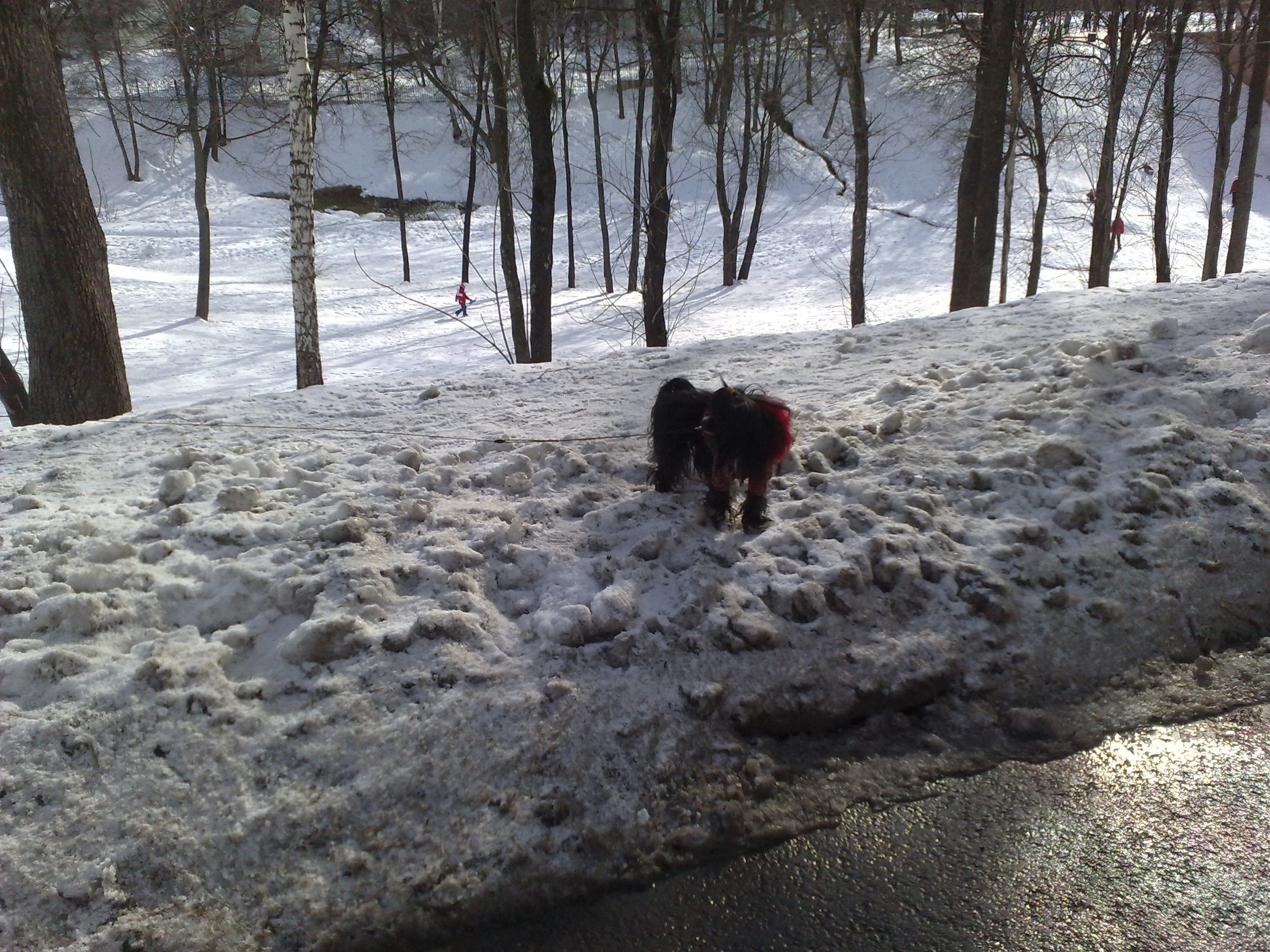 Царицино музей-усадьба. Питомник китайских хохлатых собак Poale Ell: купить щенка в питомнике