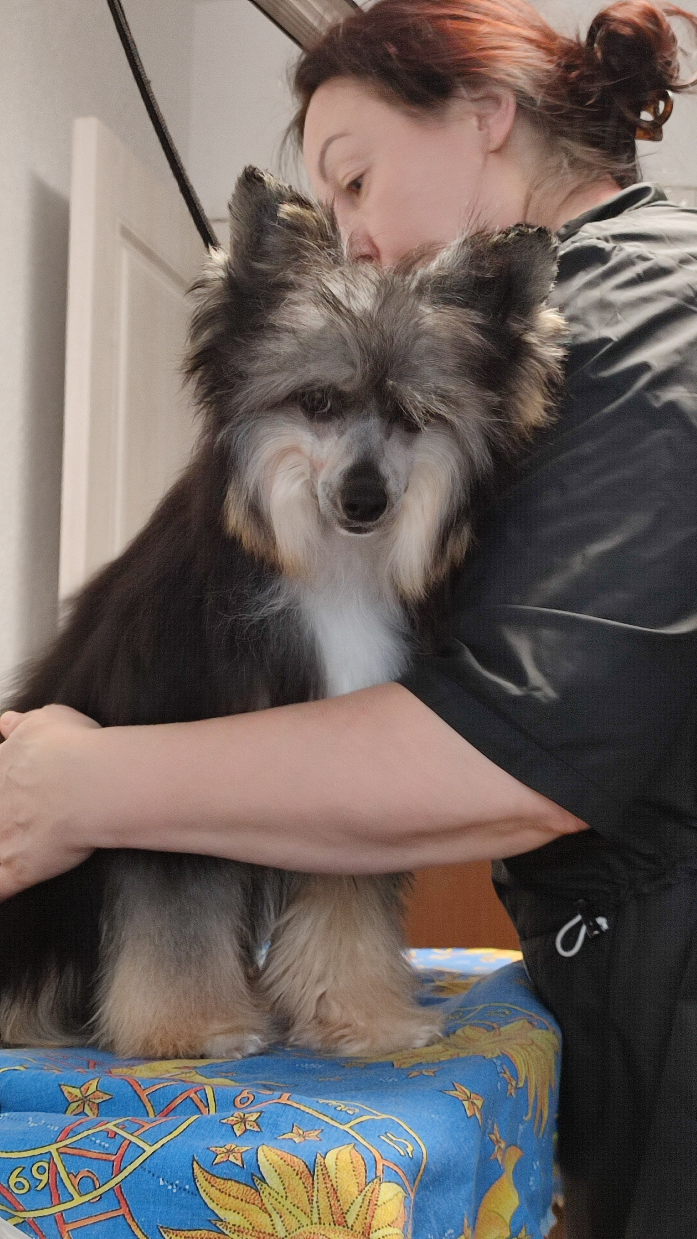 Нашей красавице Грэйсюше 7 месяцев. Питомник китайских хохлатых собак Poale Ell: купить щенка