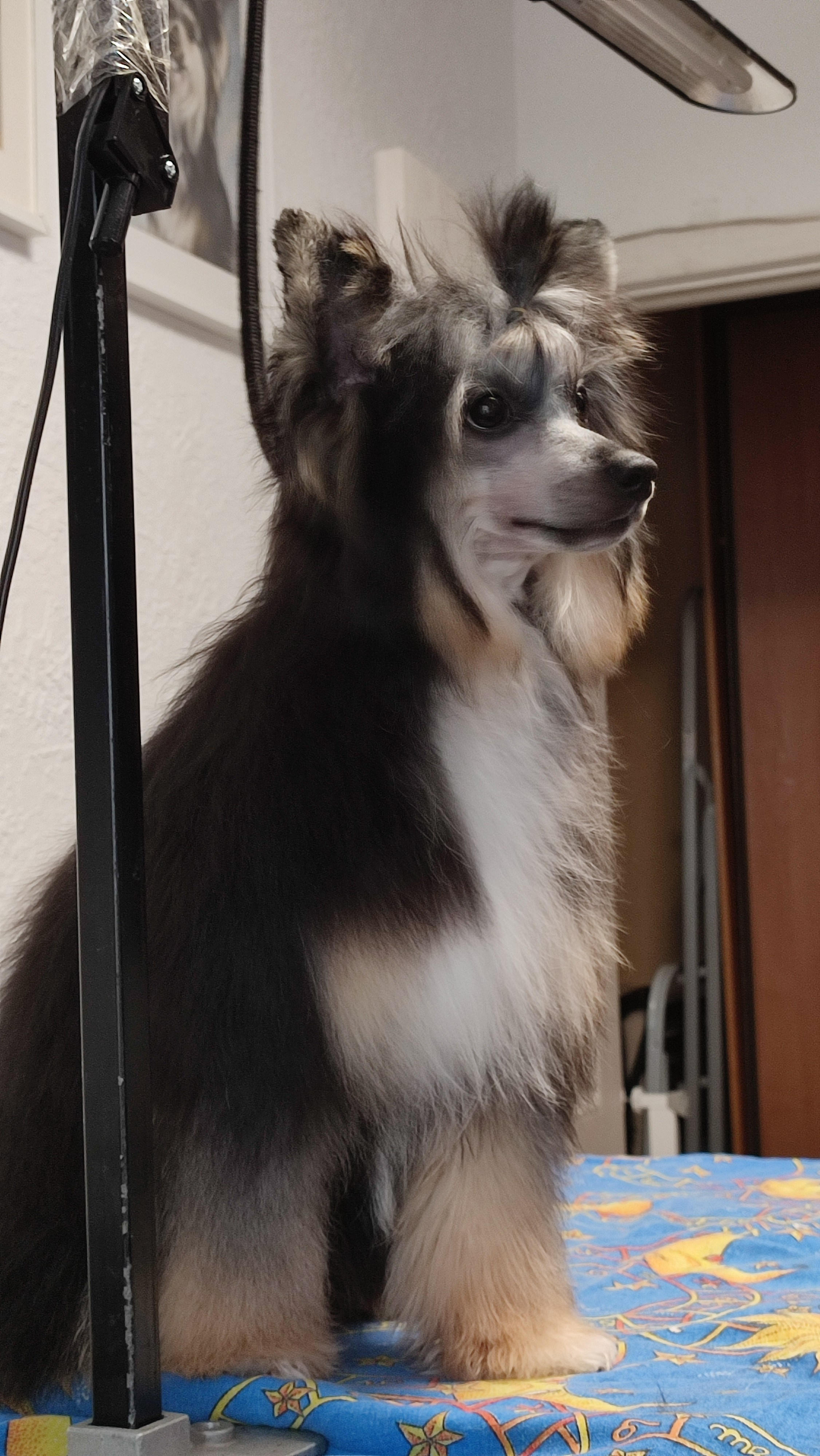 Нашей красавице Грэйсюше 7 месяцев. Питомник китайских хохлатых собак Poale Ell: купить щенка