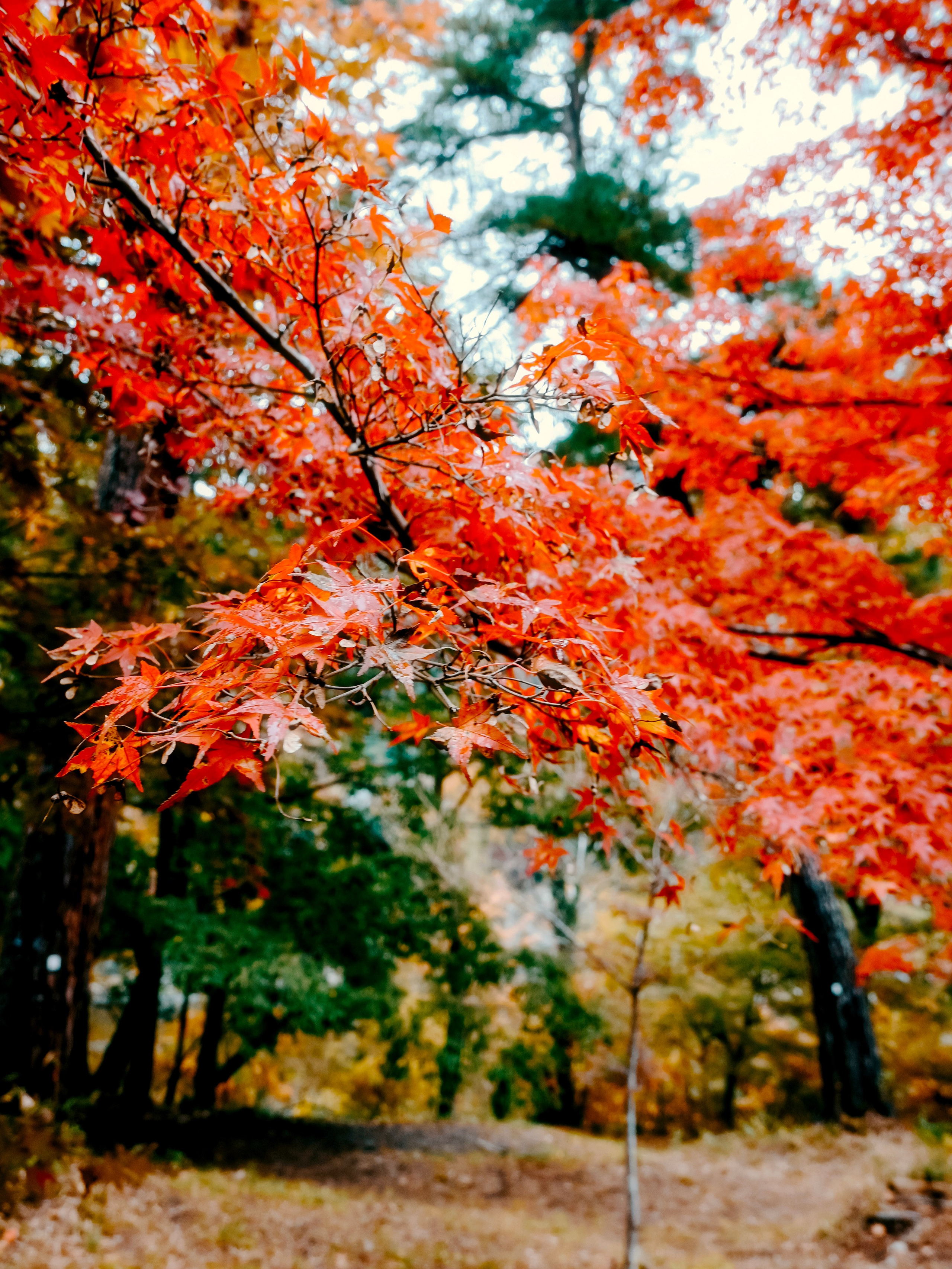 Japan village street. Iraogo