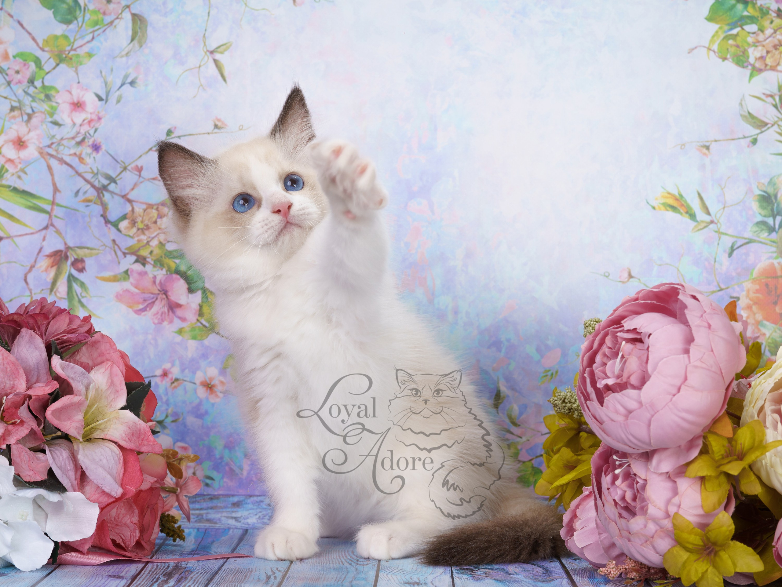 Котята рэгдолл от Loyal Adore. Питомник рэгдолл Loyal Adore