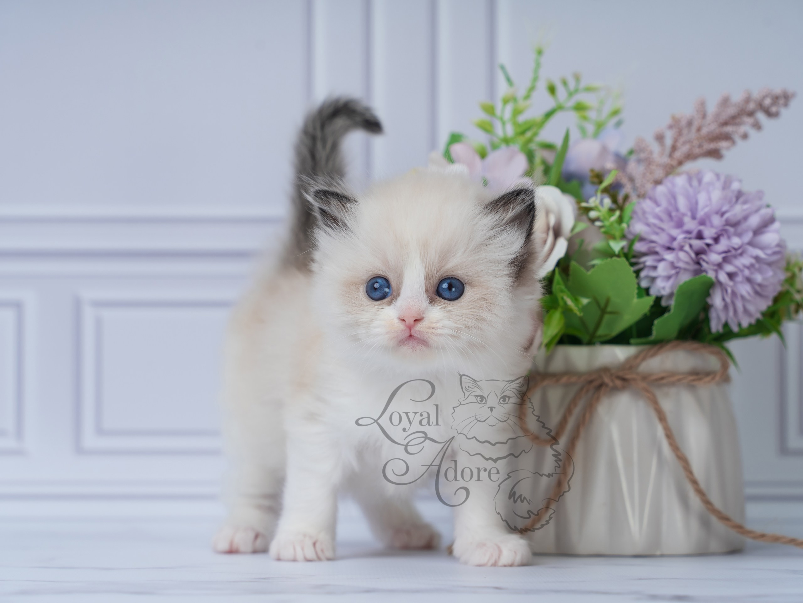 Котята рэгдолл от Loyal Adore. Питомник рэгдолл Loyal Adore