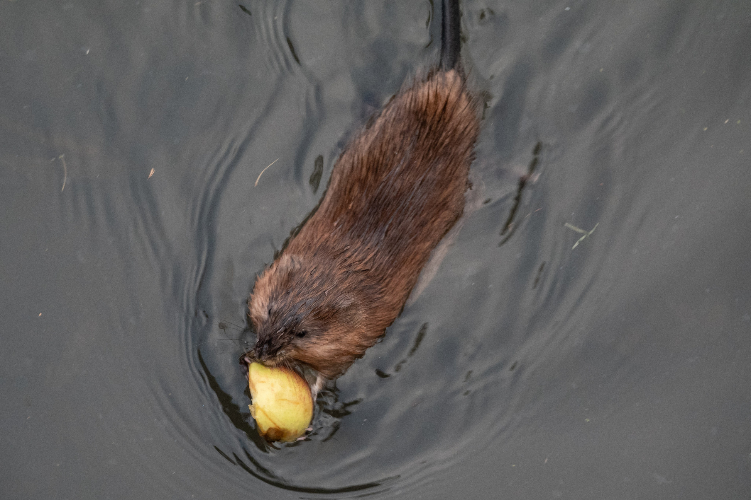 Фотоохота. Фотограф-анималист в Москве Юлия Лайхо