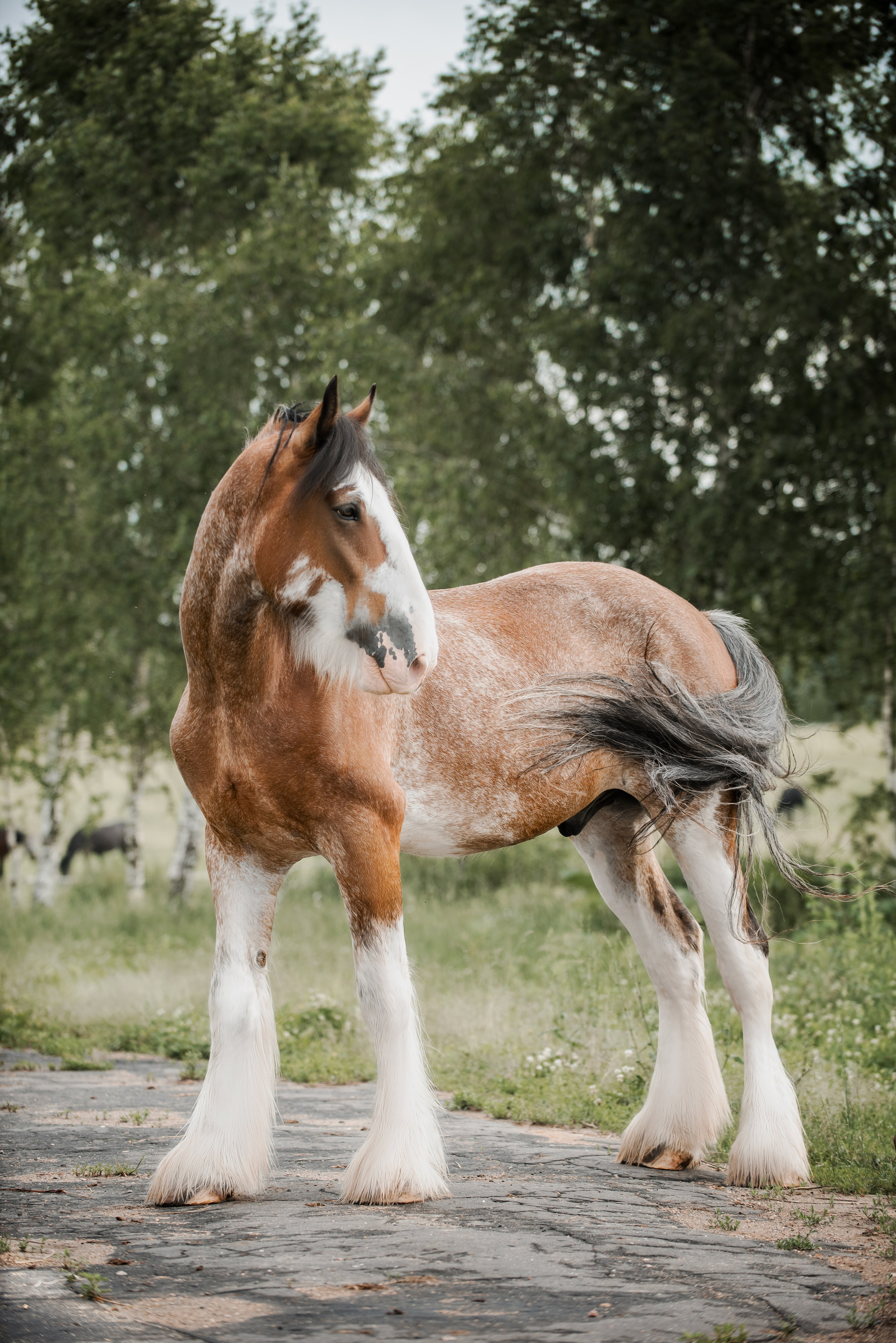 KOMARDINS. Конный фотограф Куракина Дарья • Фотосессии с лошадьми