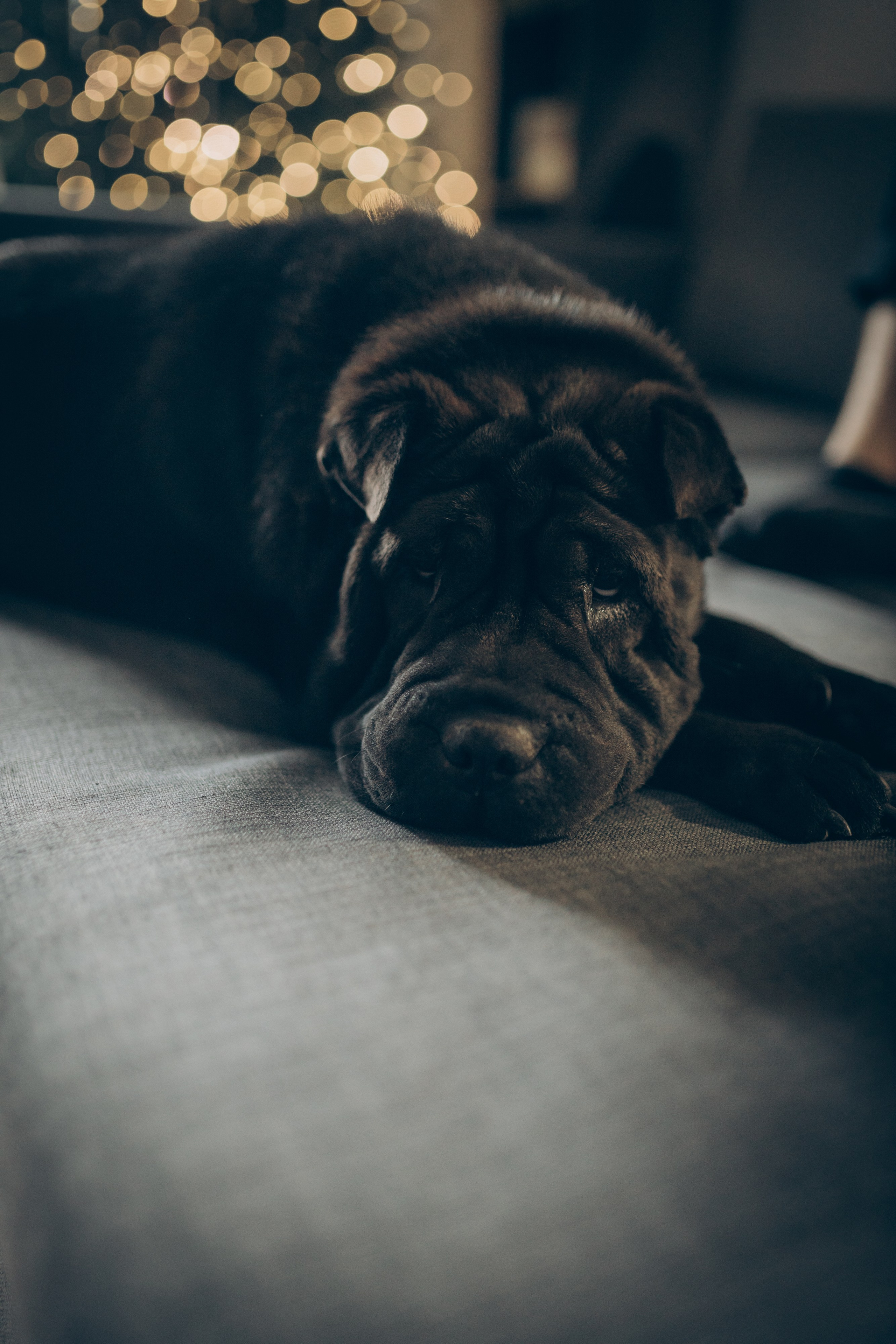 Дана. Семейный фотограф и фотограф на роды в Ростове-на-Дону Мухина Виктория