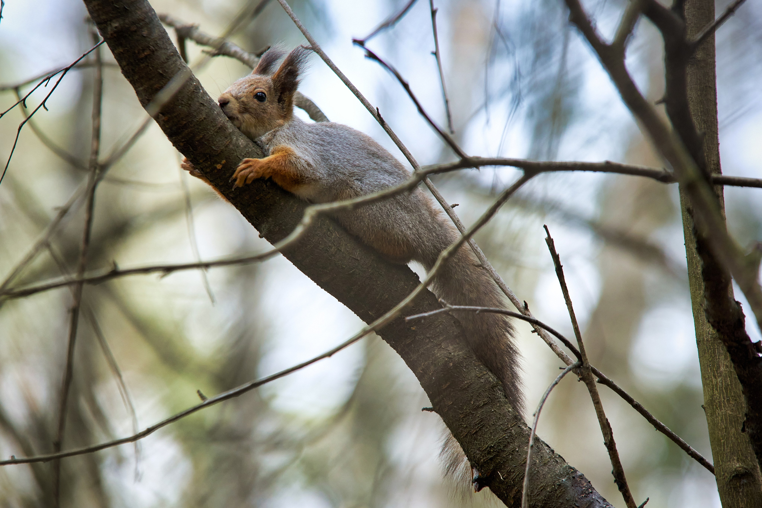 Наша мать — природа. Фотограф Владимир Артамонов