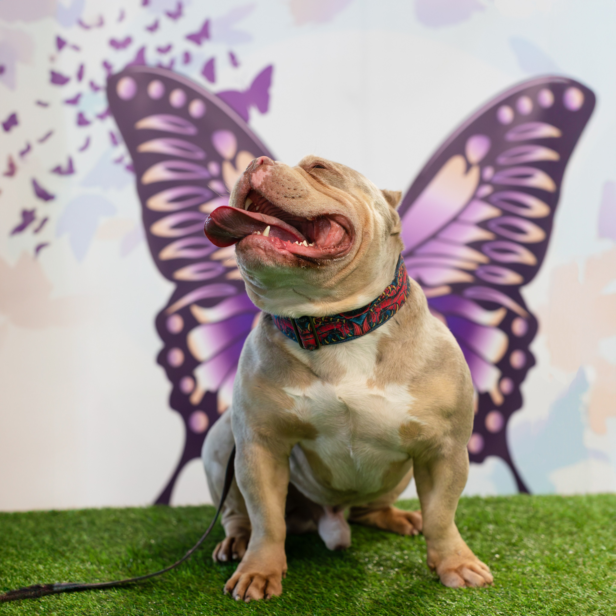 Выставки. Портретная и семейная съемка. Фотограф анималист