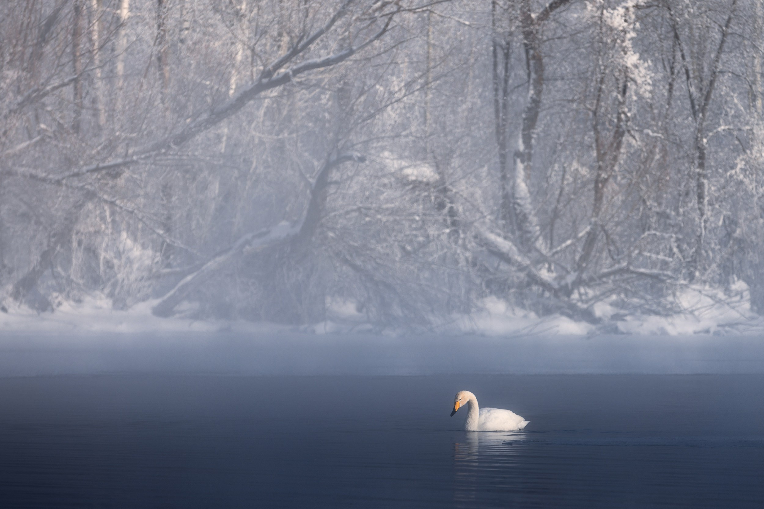 Дикая природа • Wildlife. Елена Ивановой • Профессиональный фотограф