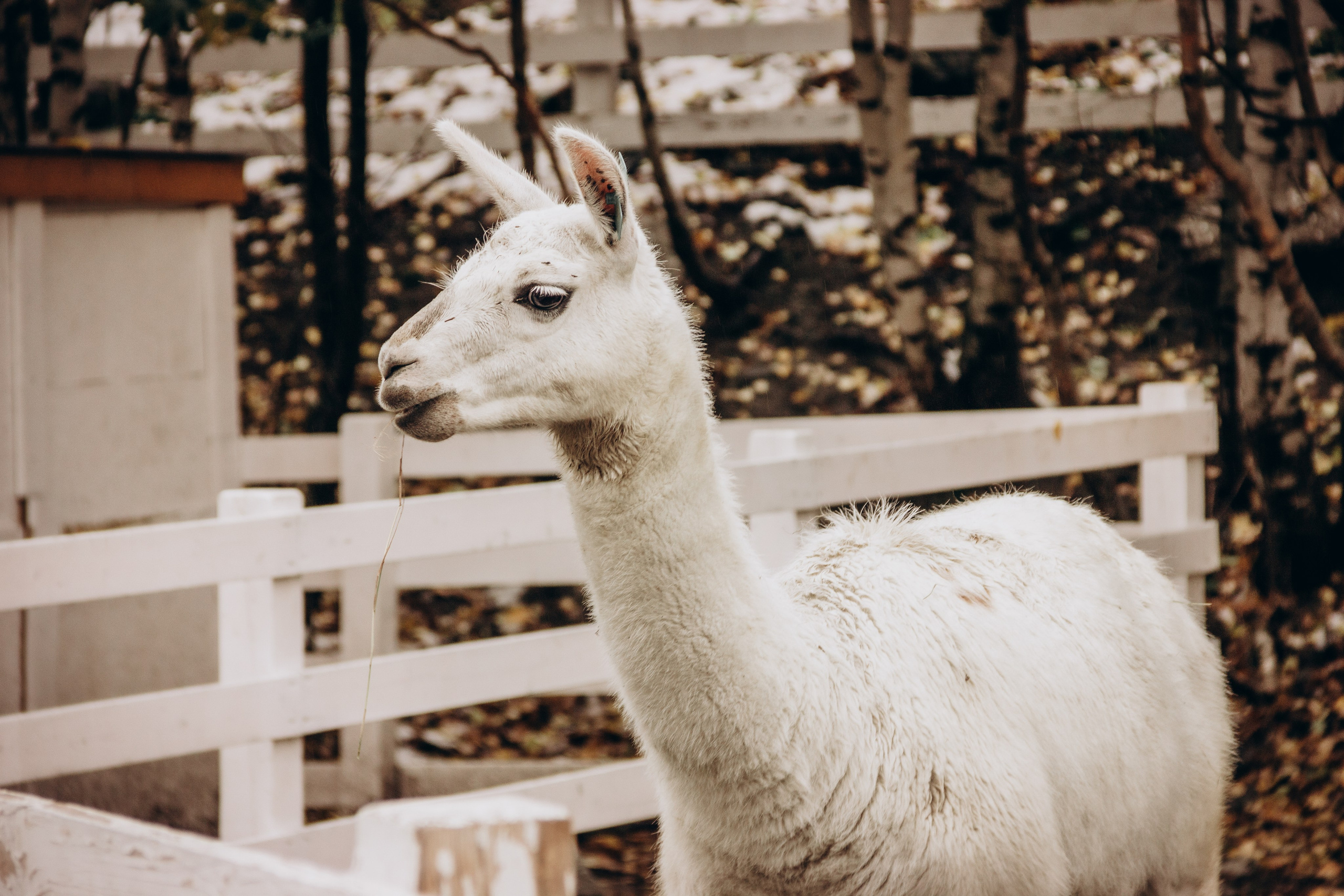 Домбай. Мария Трут. Фотограф