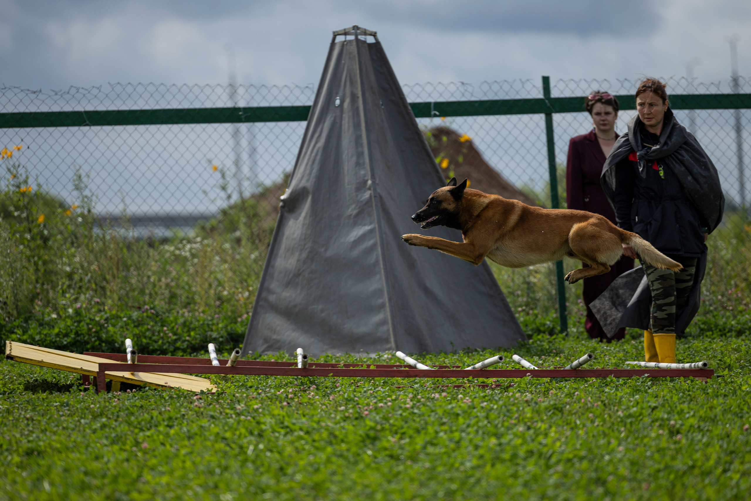 Соревнования по Мондьорингу г. Вологда 10-11.08.2024. Фотограф-анималист Анна Маринич