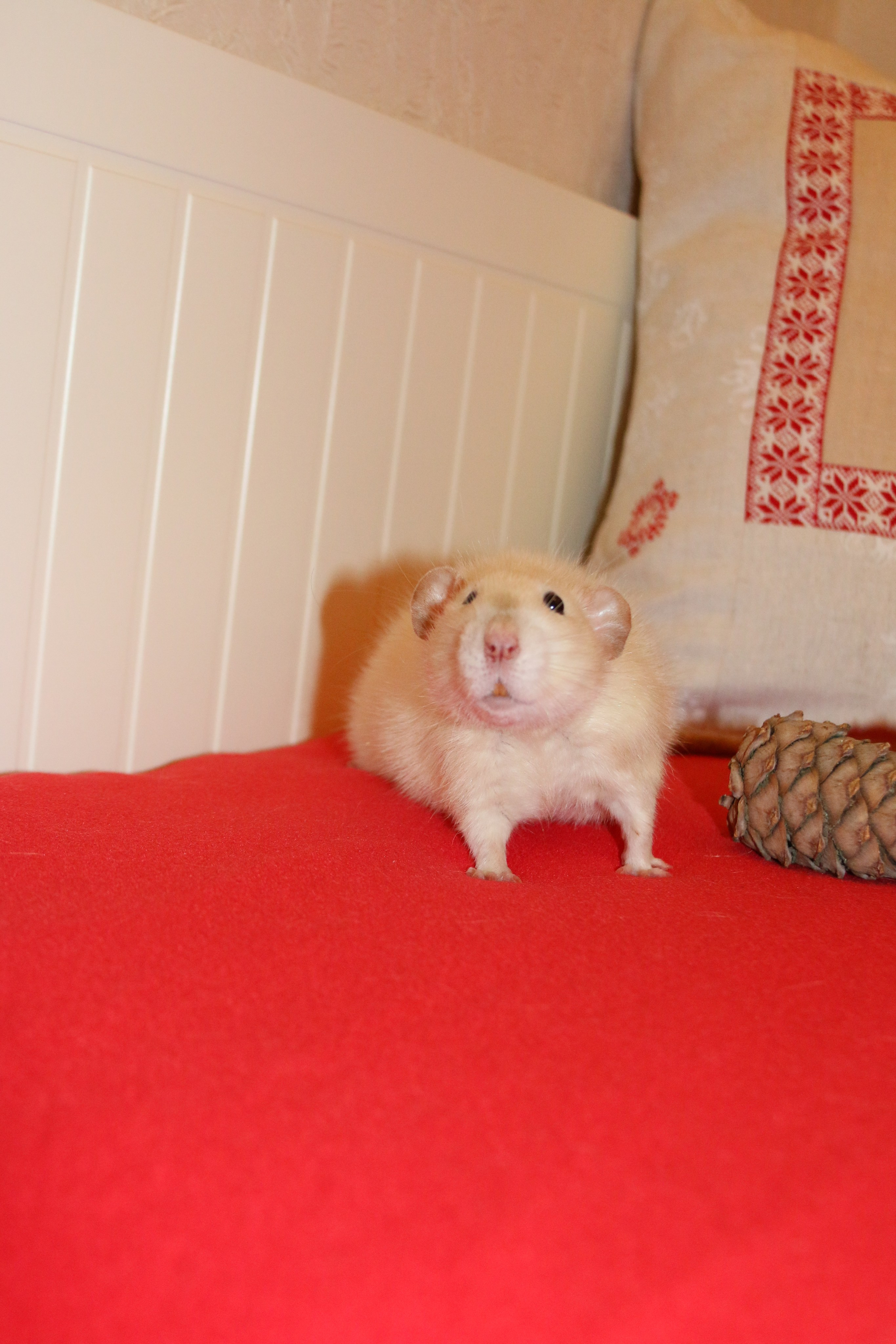 Съемка с питомцем