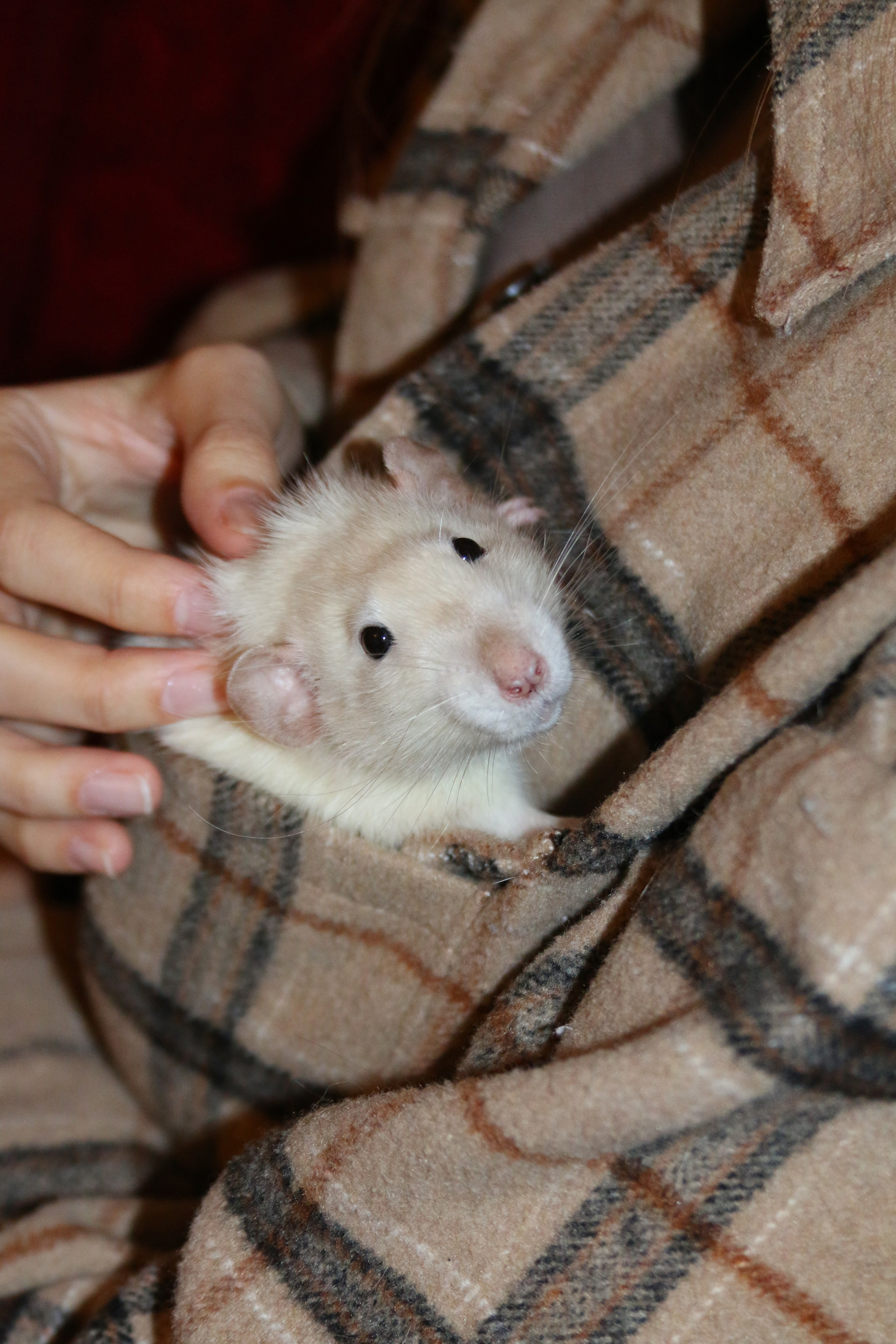 Съемка с питомцем