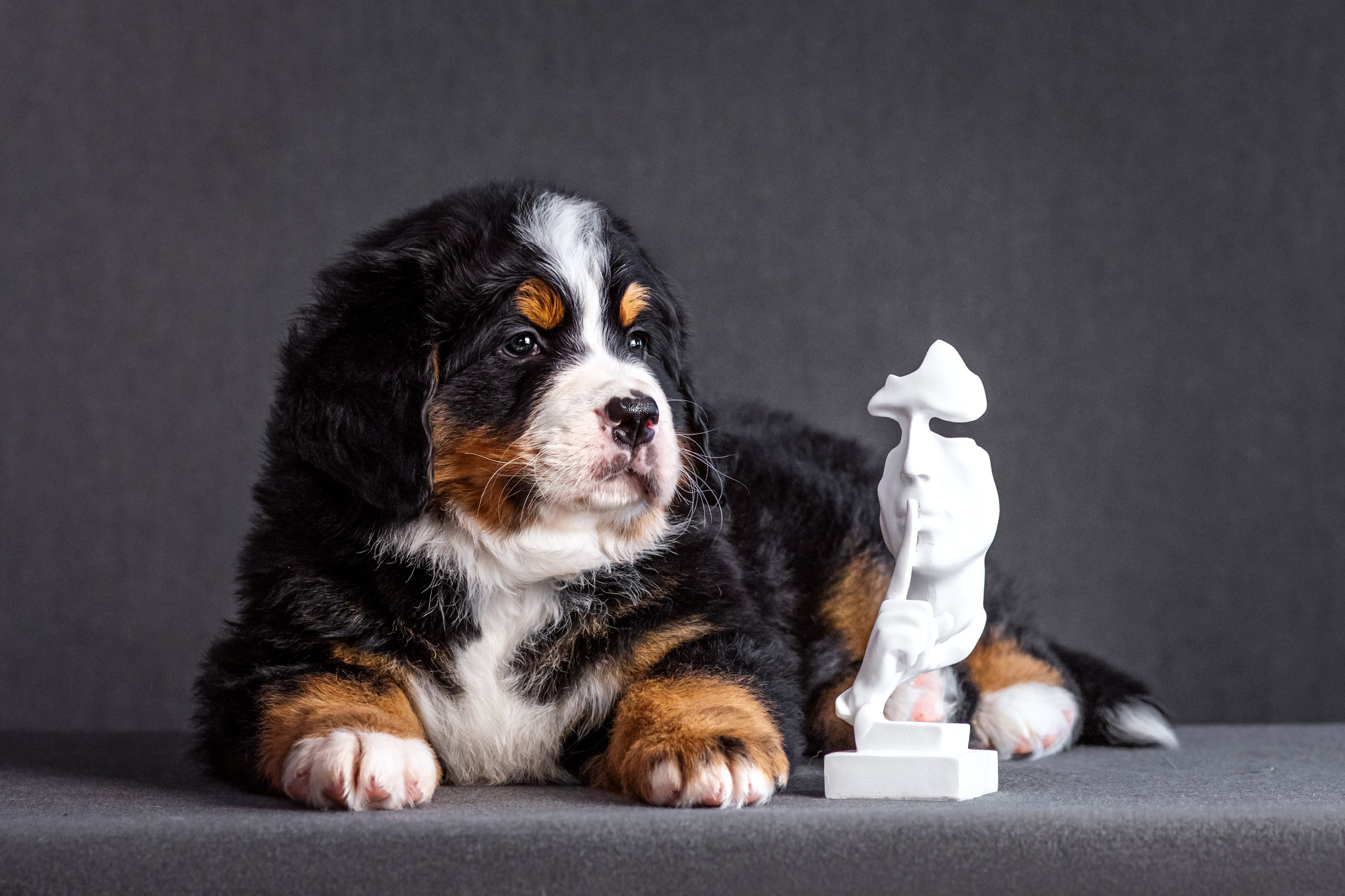 Берны. Фотограф анималист Аня Ливанова | Рыбинск