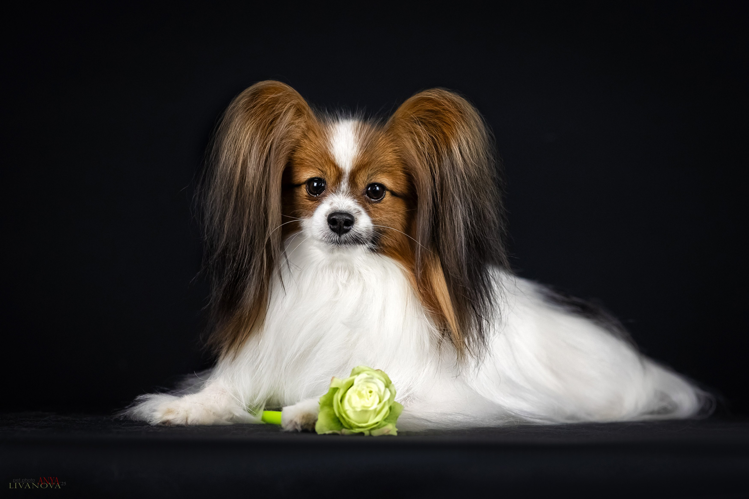 Флай. Фотограф анималист Аня Ливанова | Рыбинск