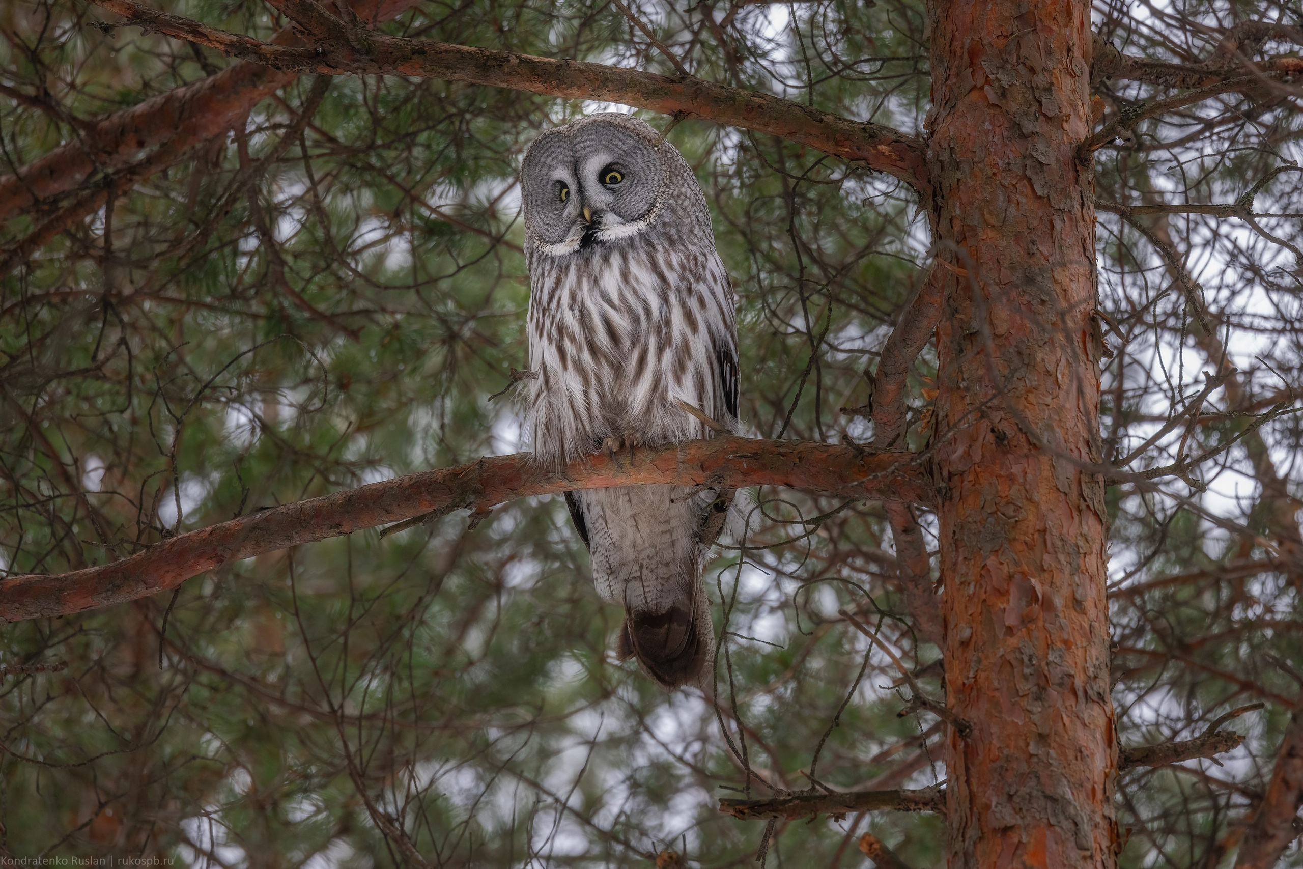 Бородатая неясыть. Архитектурный и пейзажный фотограф Кондратенко Руслан, Санкт-Петербург
