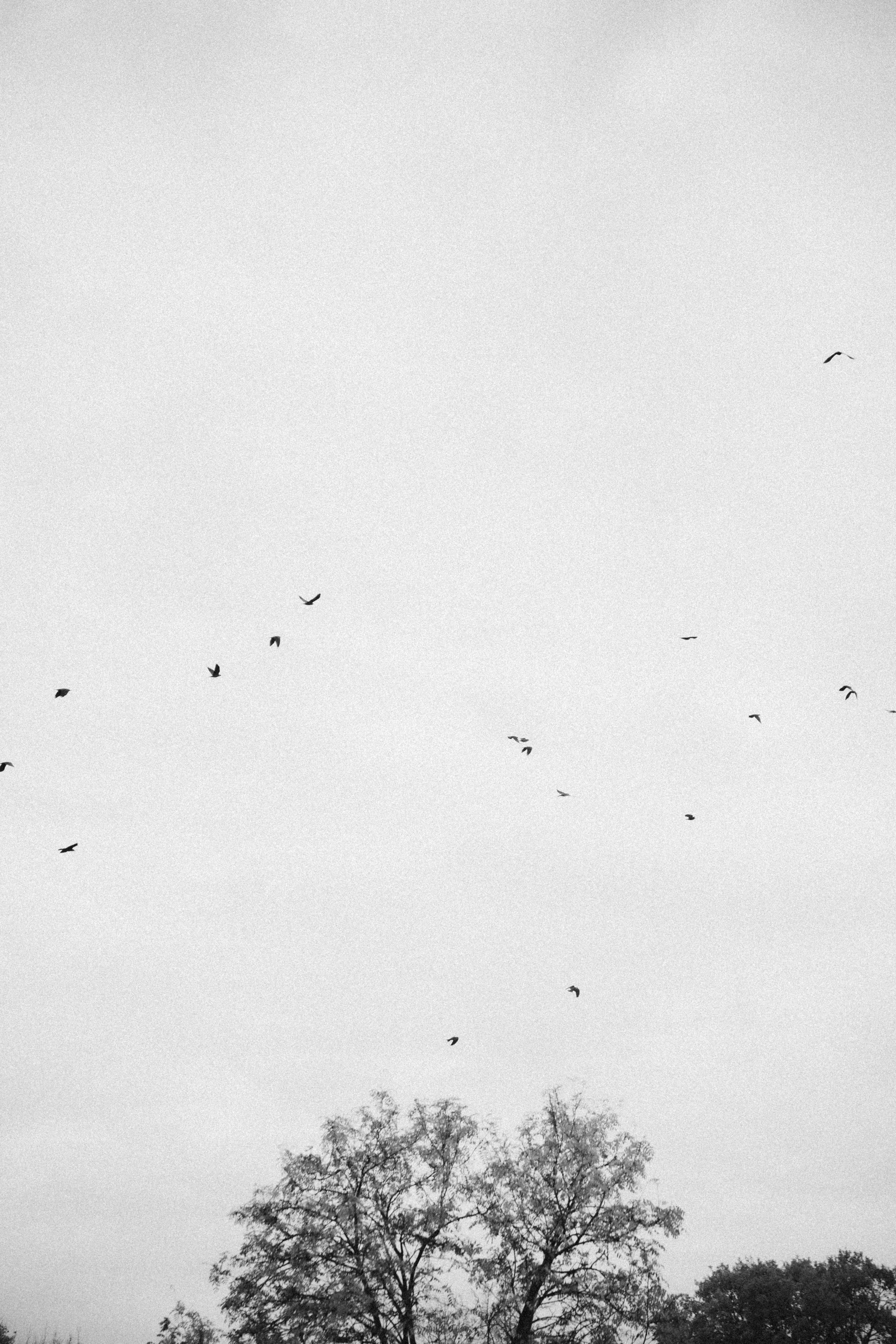 Галки, ветки и любовь. Фотограф Москва Селюкова Юлия