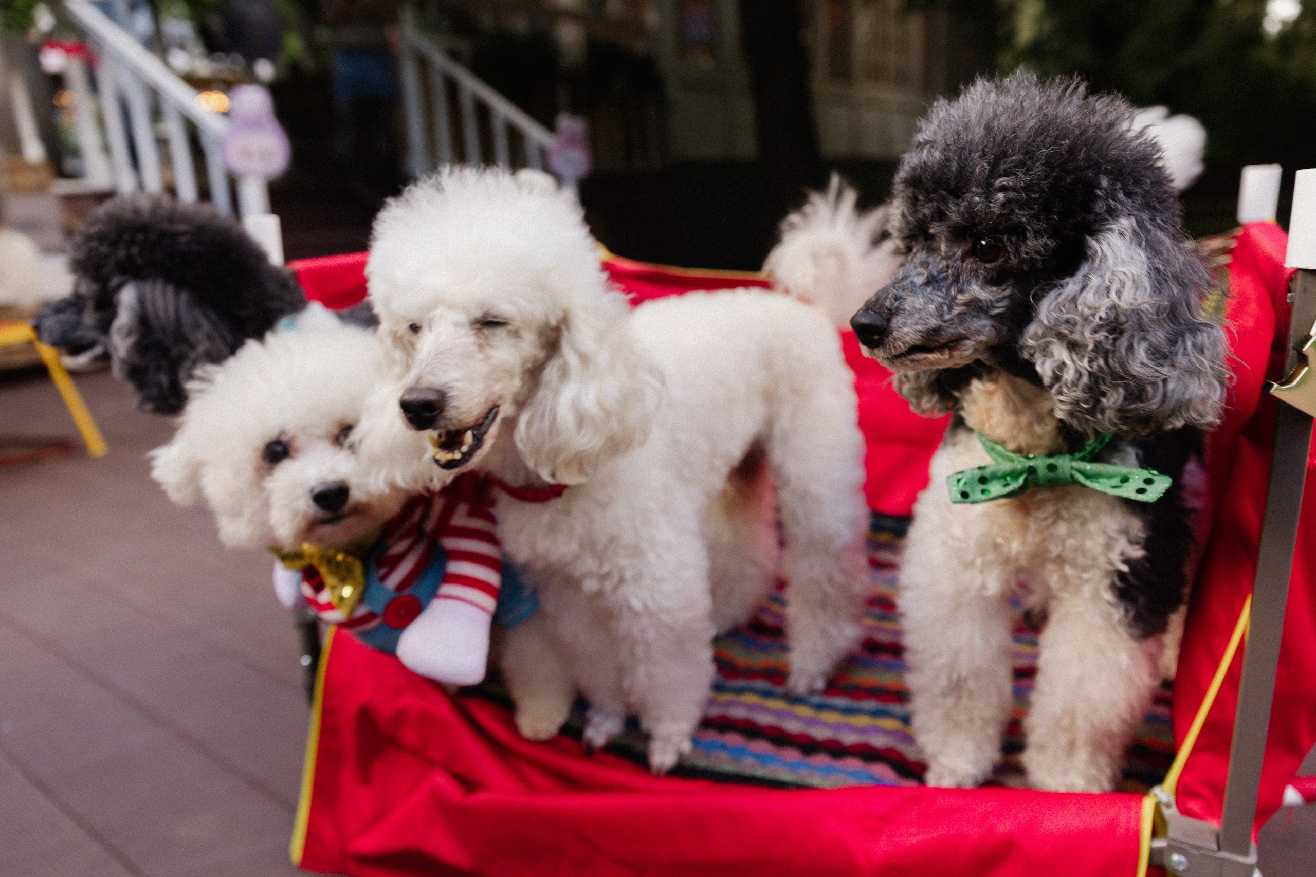 День Рождения Стефы. Татьяна Фомичева. Репортажный и светский фотограф в Москве