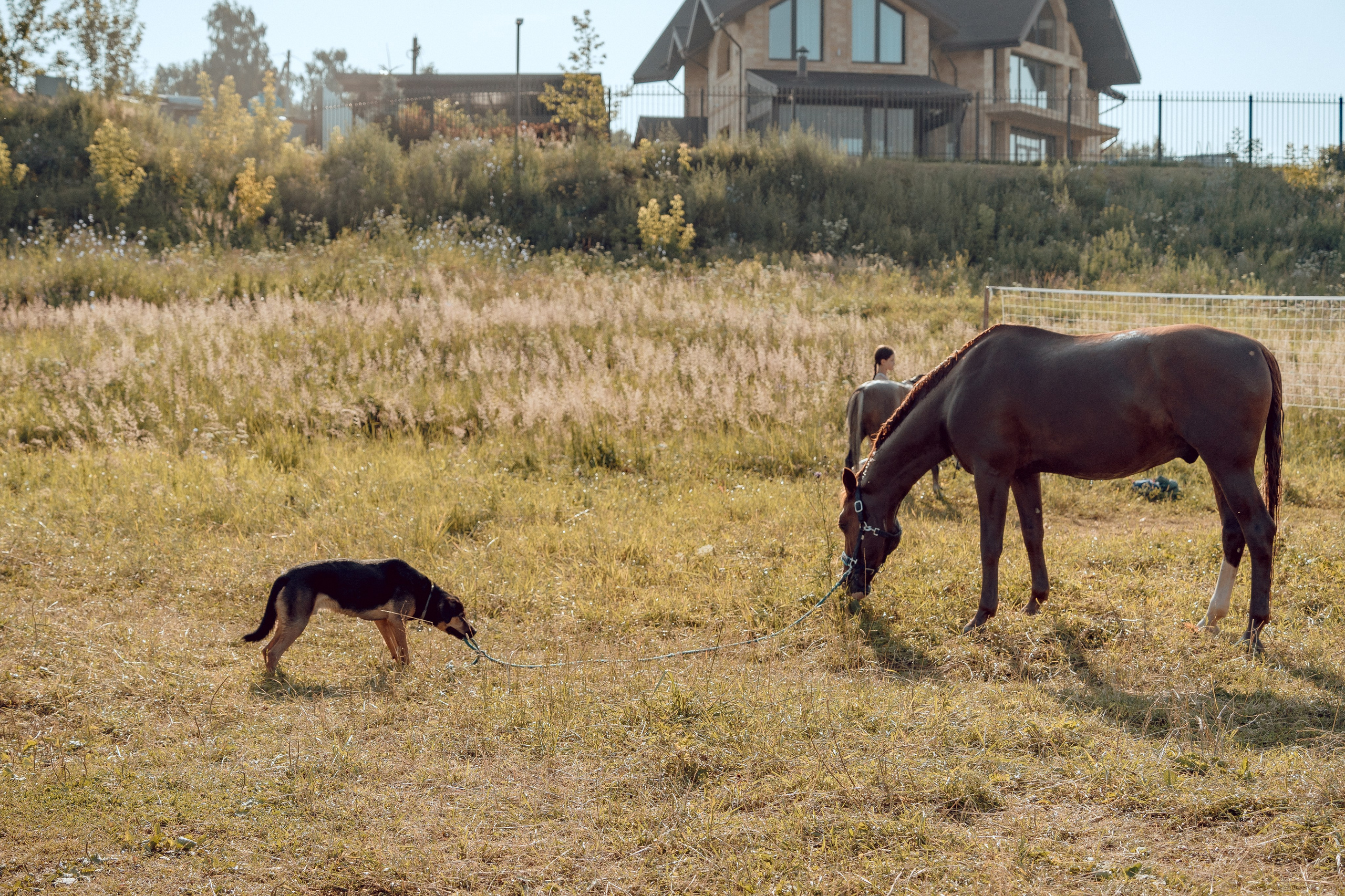 Купание лошадей 05.07.2024. Портретный и семейный фотограф в Москве/Видное