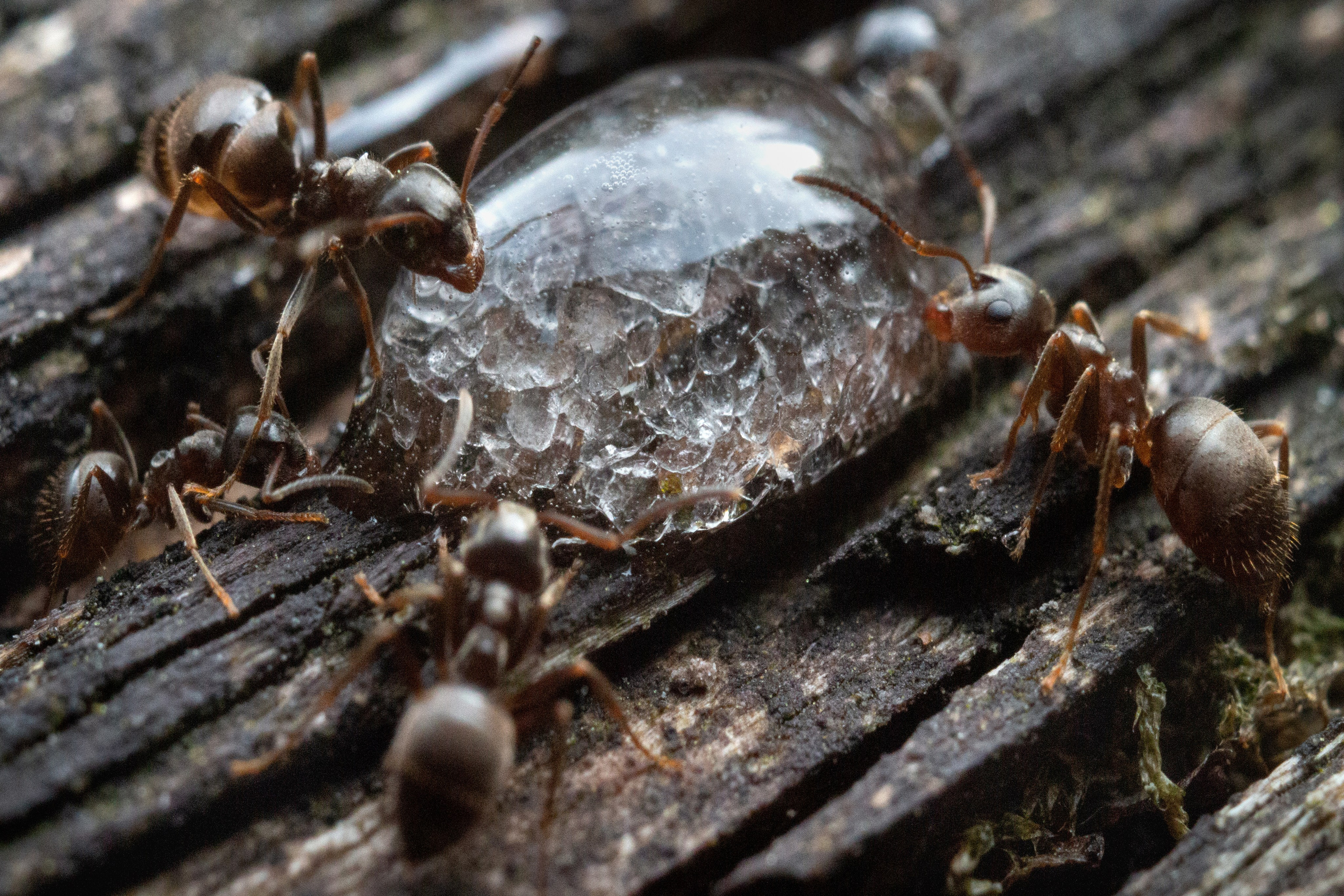 Макро. Фотограф Лагутин Анатолий