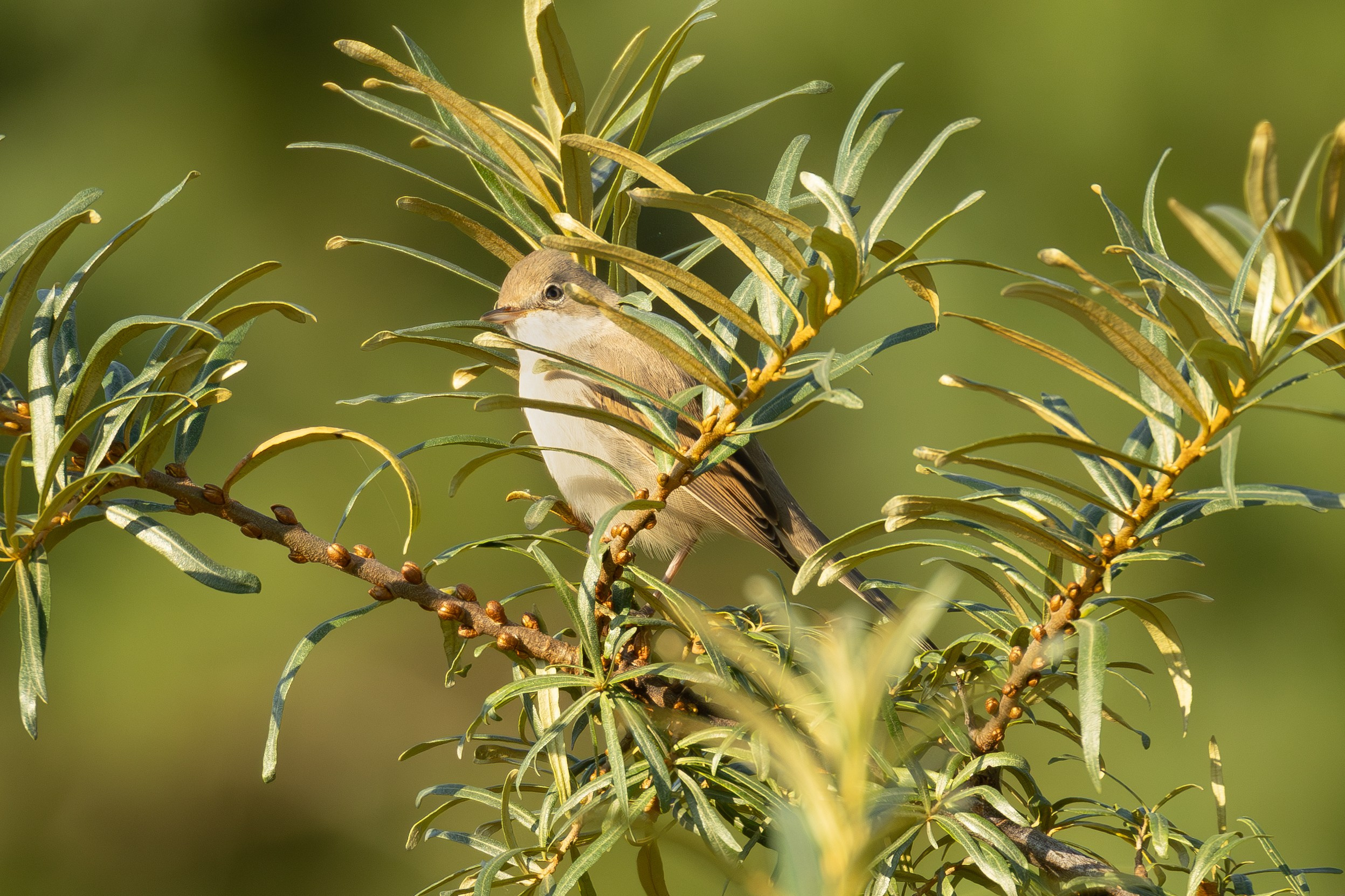 Птицы СНТ «Подлесье». Птицы парков г. Люберцы