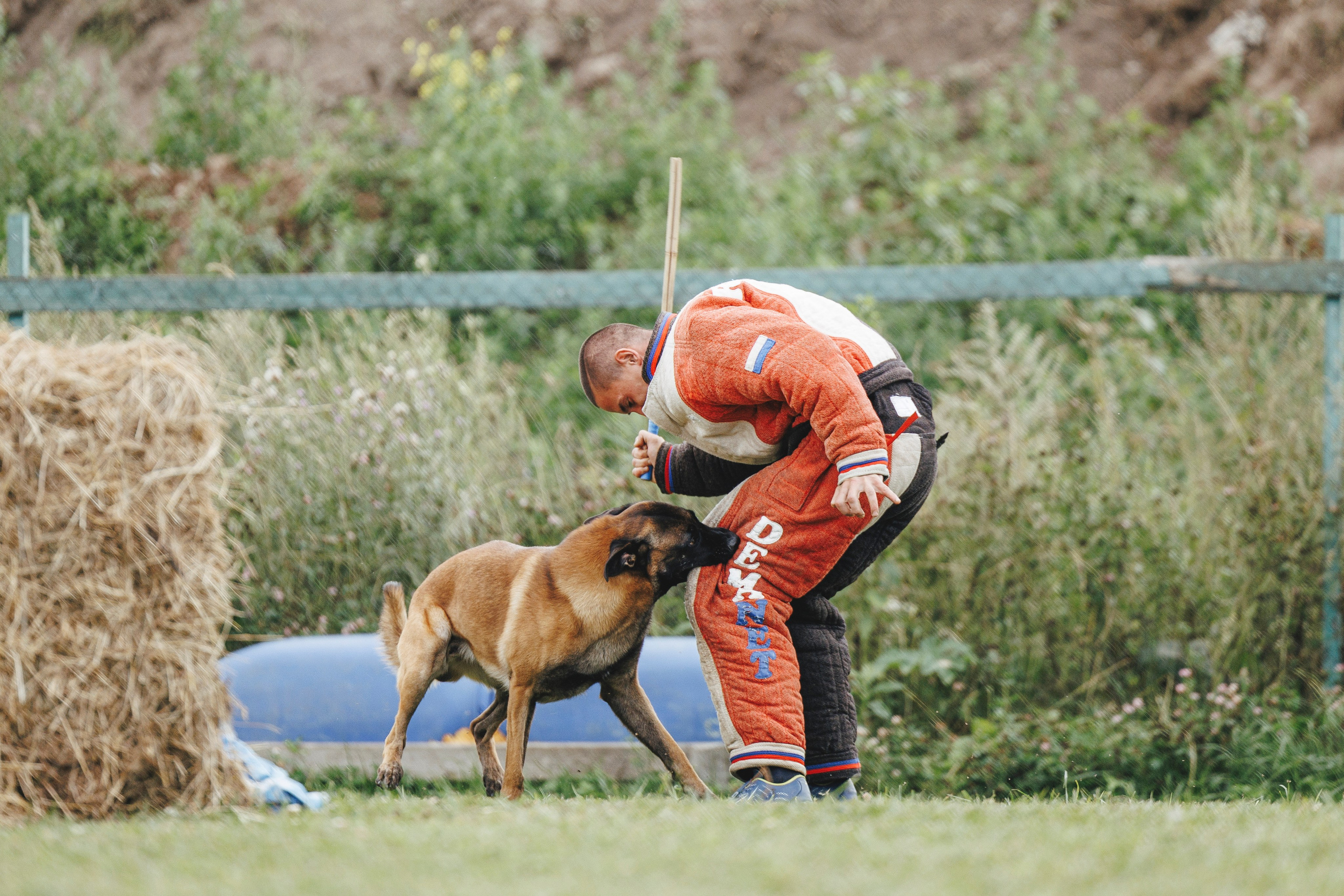 08.08.25-10.08.25 ЧР по мондьорингу г. Вологда. Фотограф-анималист Анна Маринич