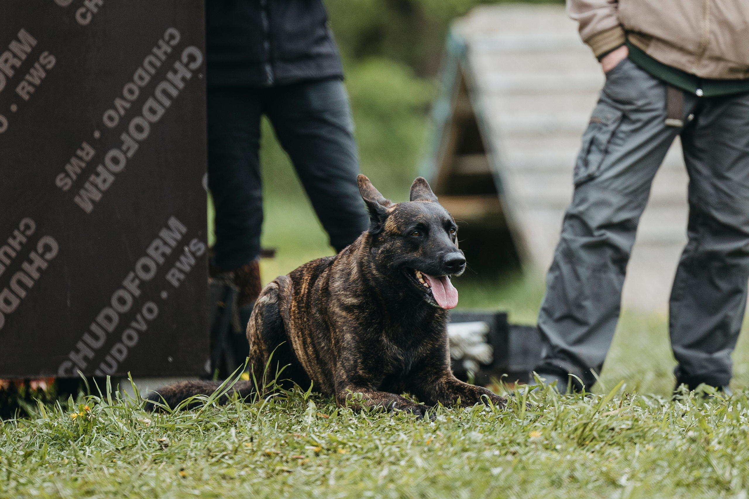 26.05.25 г. Пушкин квалификационные соревнования. Фотограф-анималист Анна Маринич