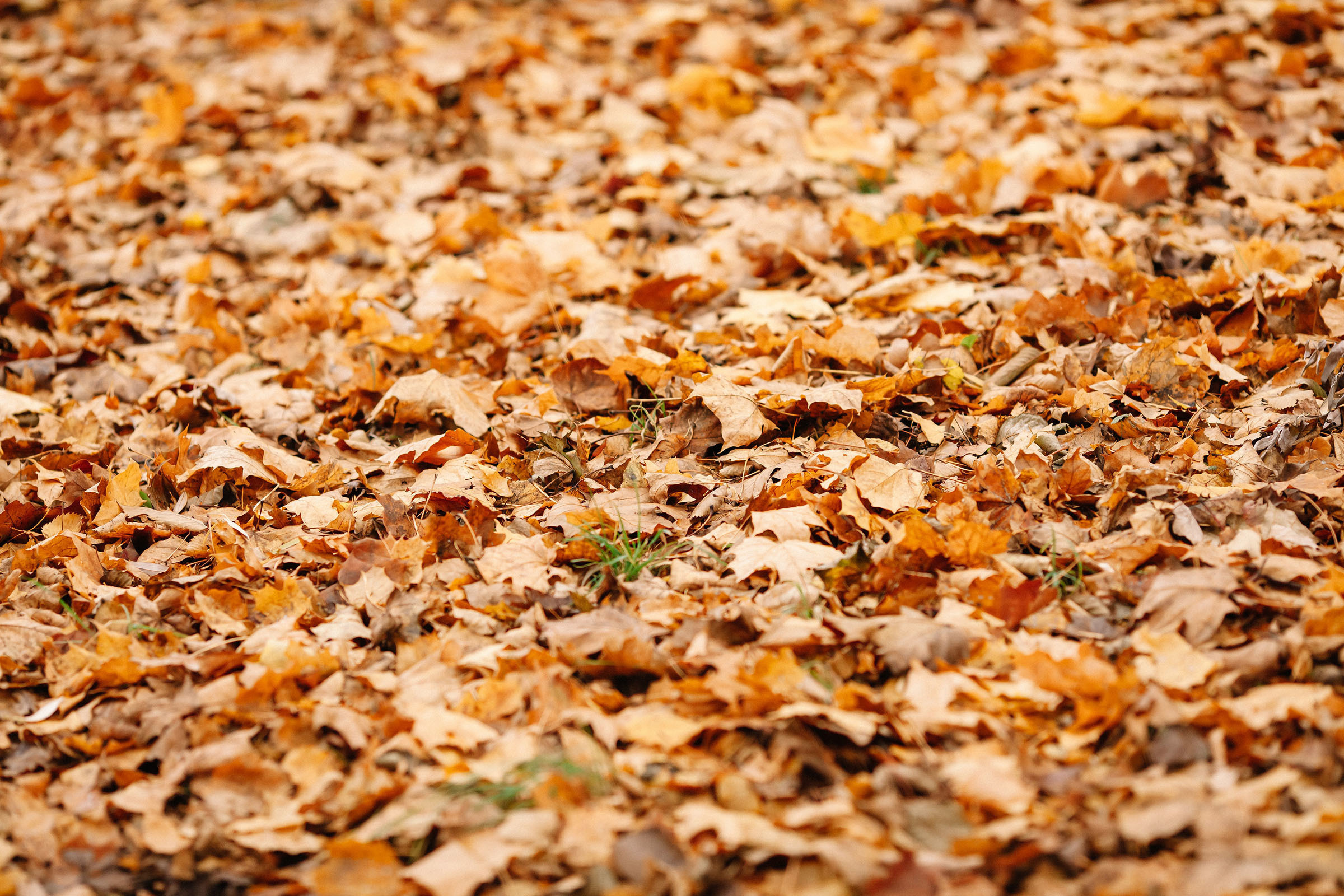 Елагин остров. Семейный и свадебный фотограф в Майкопе Михаил Мартиросян