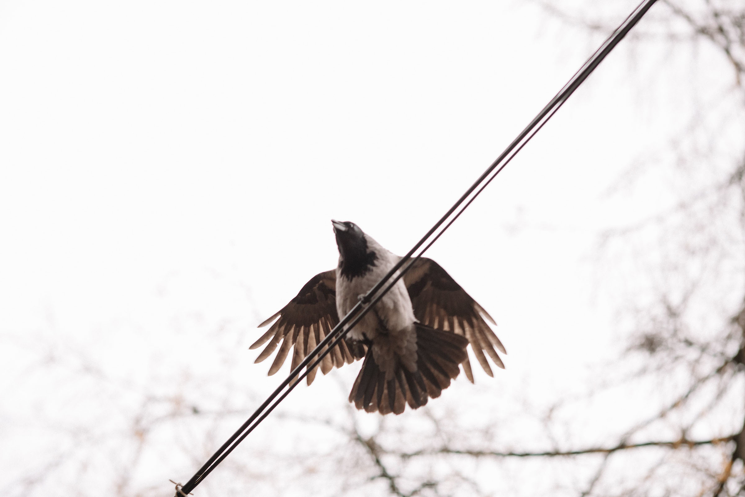Елагин остров. Семейный и свадебный фотограф в Майкопе Михаил Мартиросян