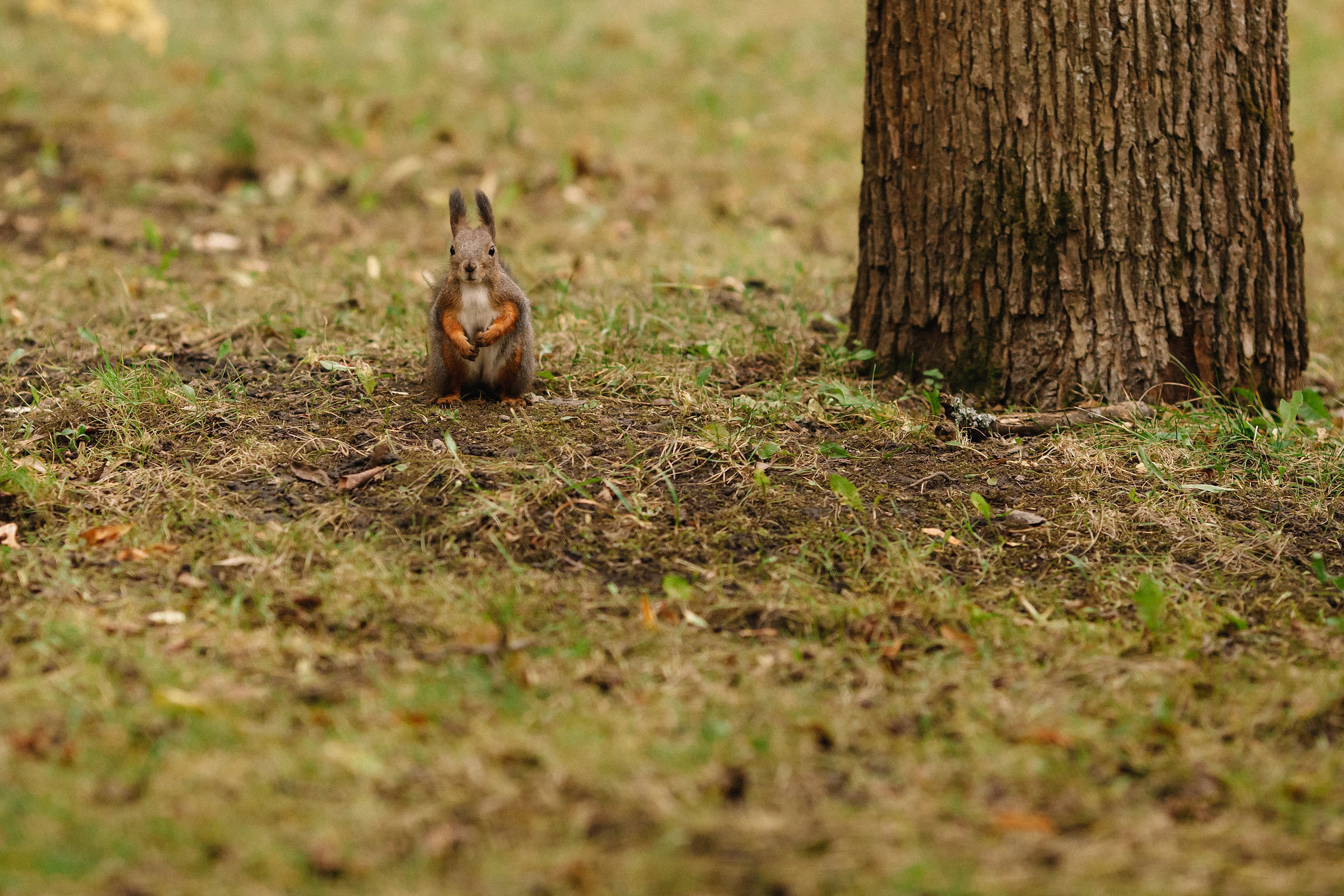 Елагин остров. Семейный и свадебный фотограф в Майкопе Михаил Мартиросян