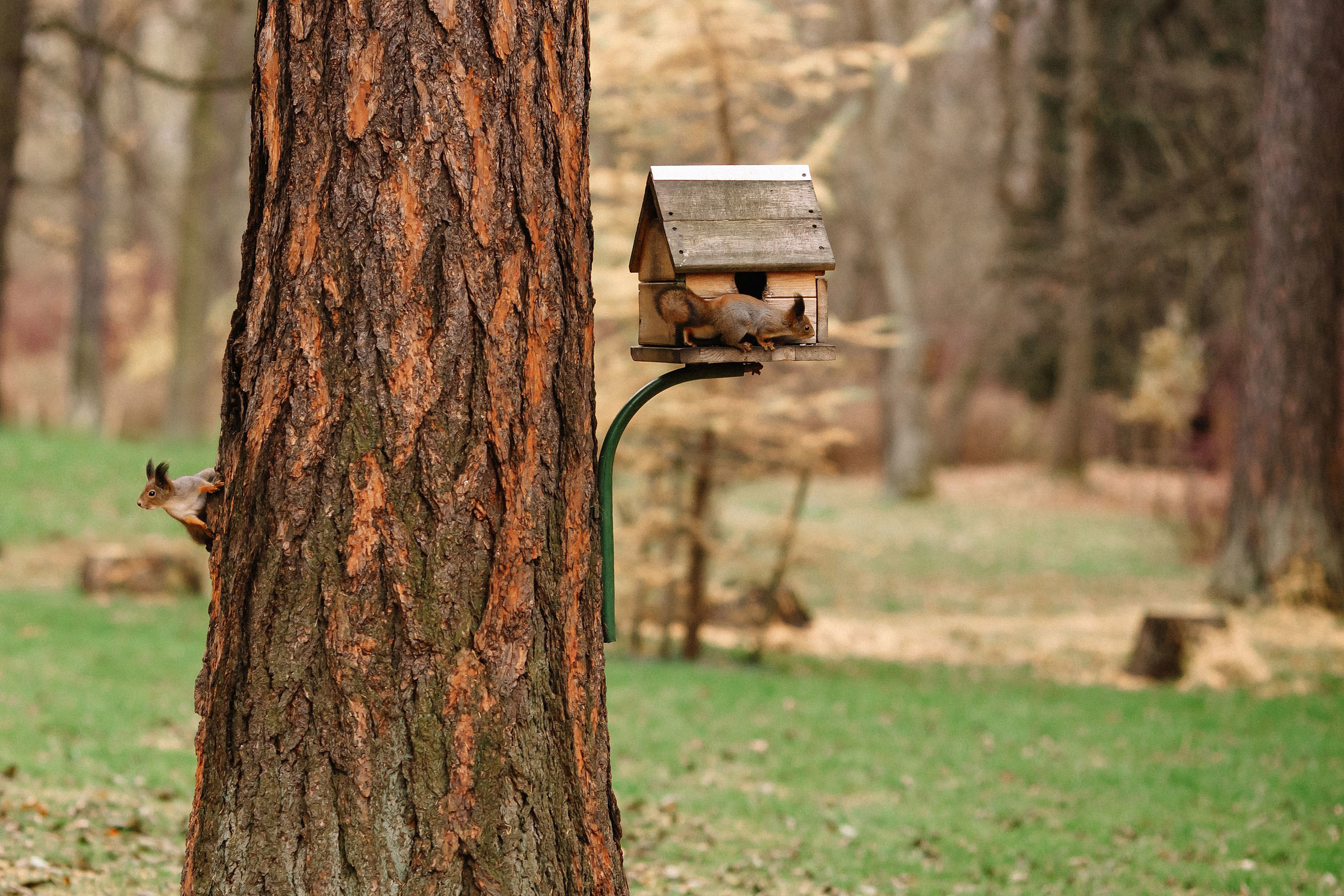 Елагин остров. Семейный и свадебный фотограф в Майкопе Михаил Мартиросян