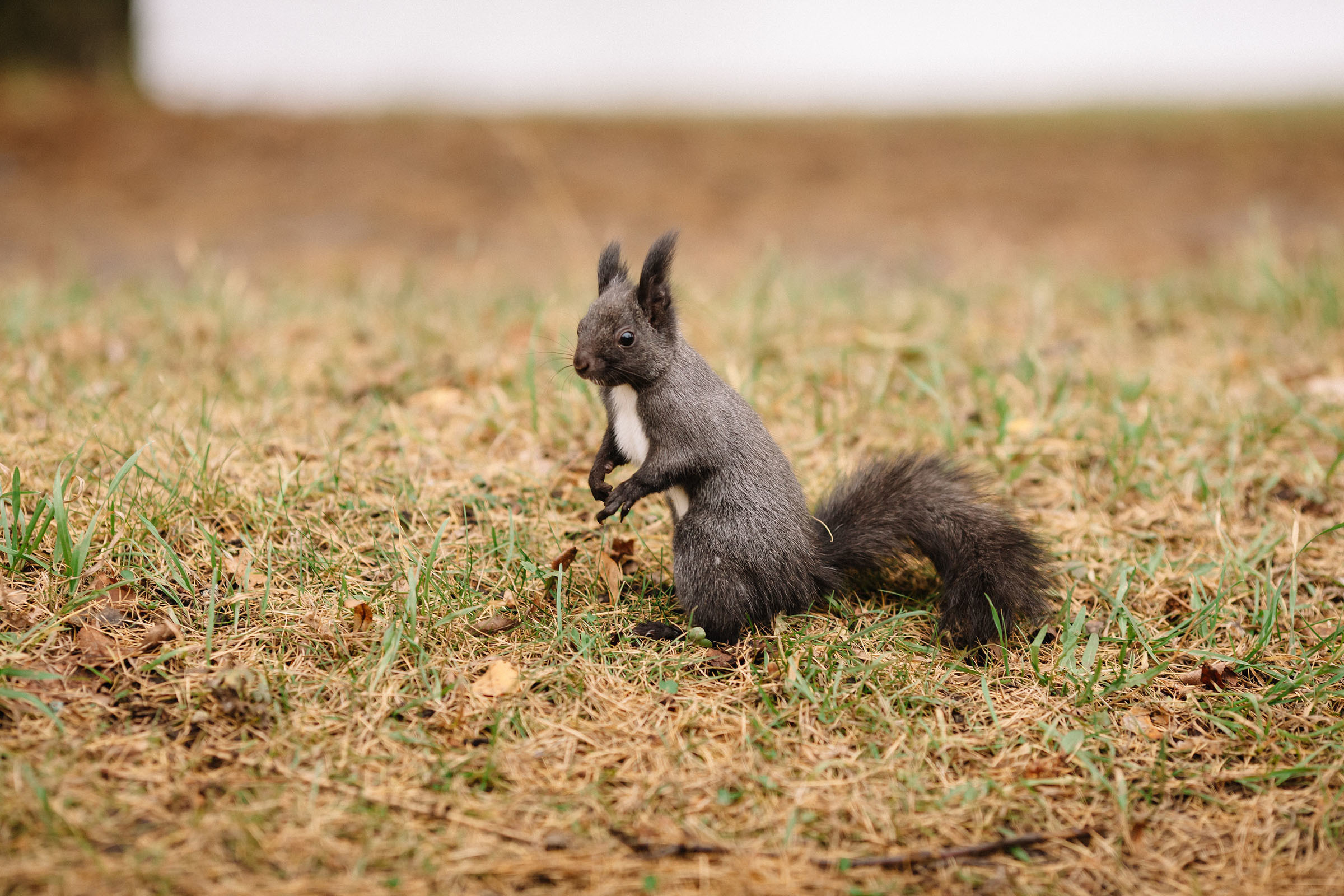 Елагин остров. Семейный и свадебный фотограф в Майкопе Михаил Мартиросян