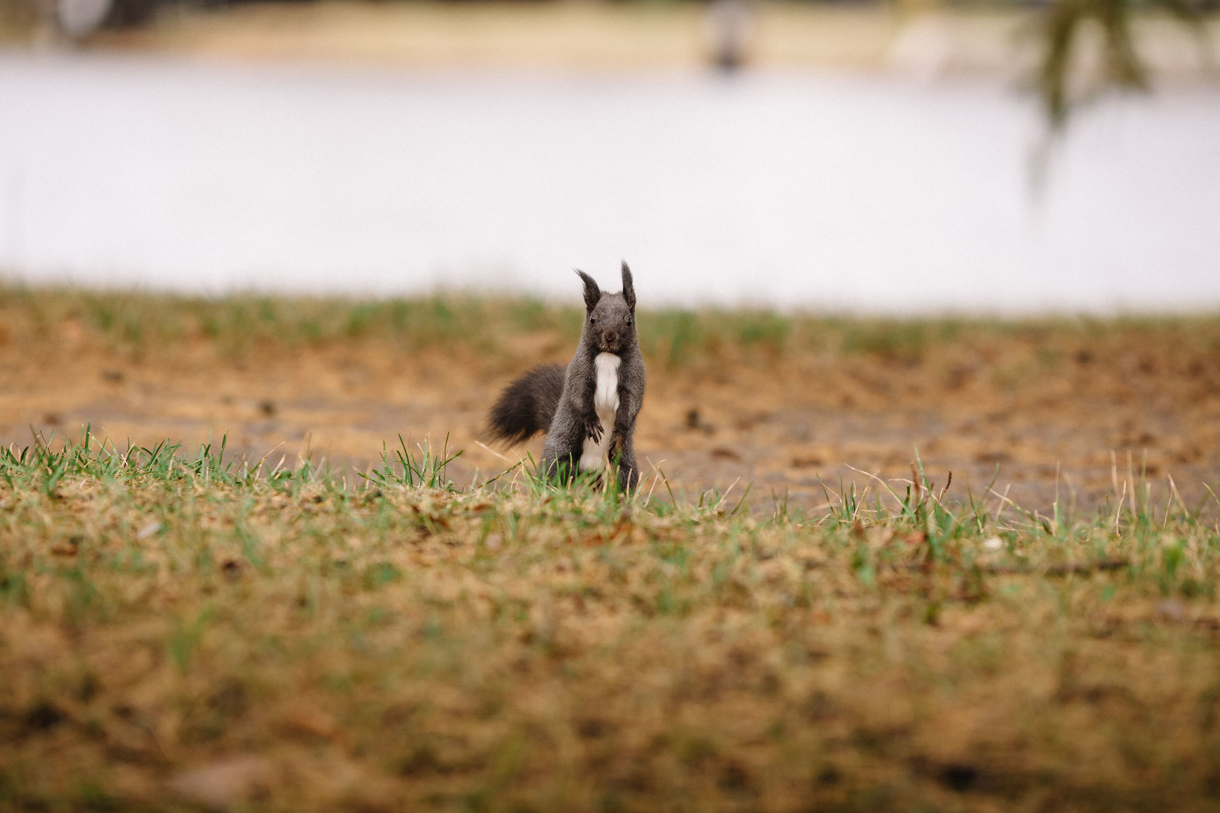 Елагин остров. Семейный и свадебный фотограф в Майкопе Михаил Мартиросян