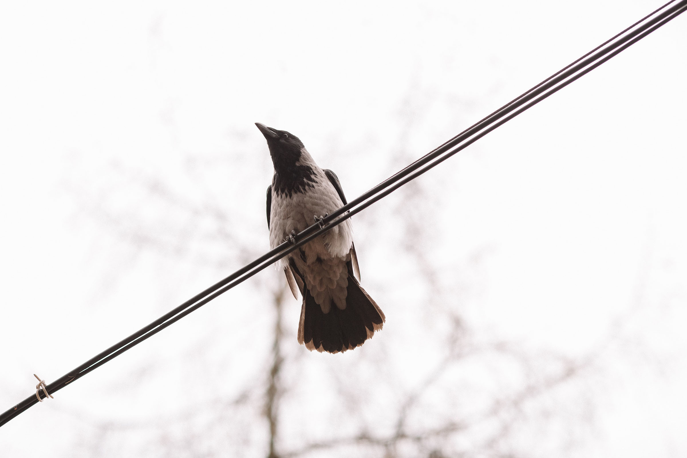 Елагин остров. Семейный и свадебный фотограф в Майкопе Михаил Мартиросян