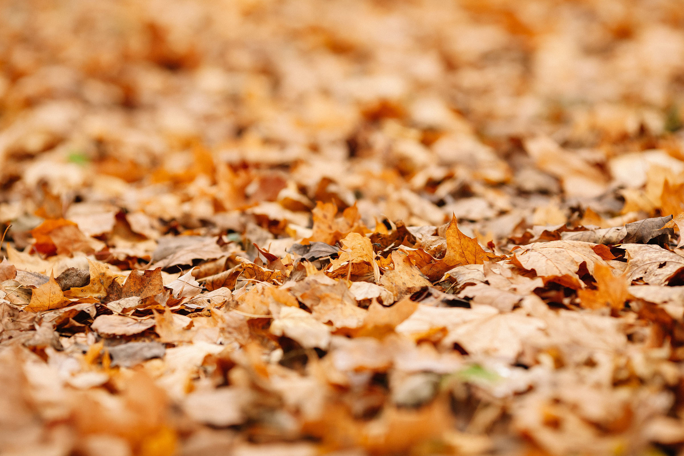 Елагин остров. Семейный и свадебный фотограф в Майкопе Михаил Мартиросян