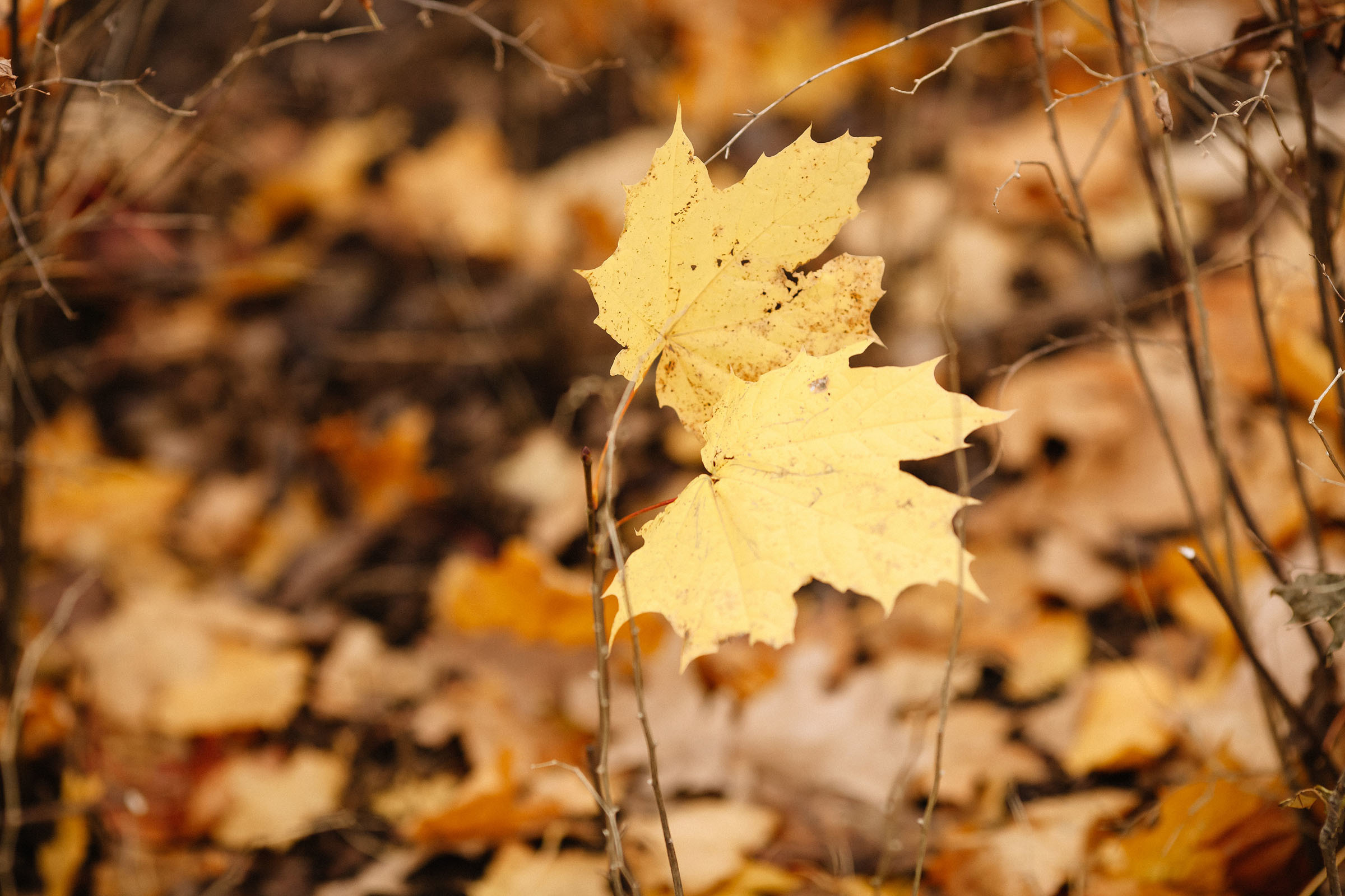 Елагин остров. Семейный и свадебный фотограф в Майкопе Михаил Мартиросян