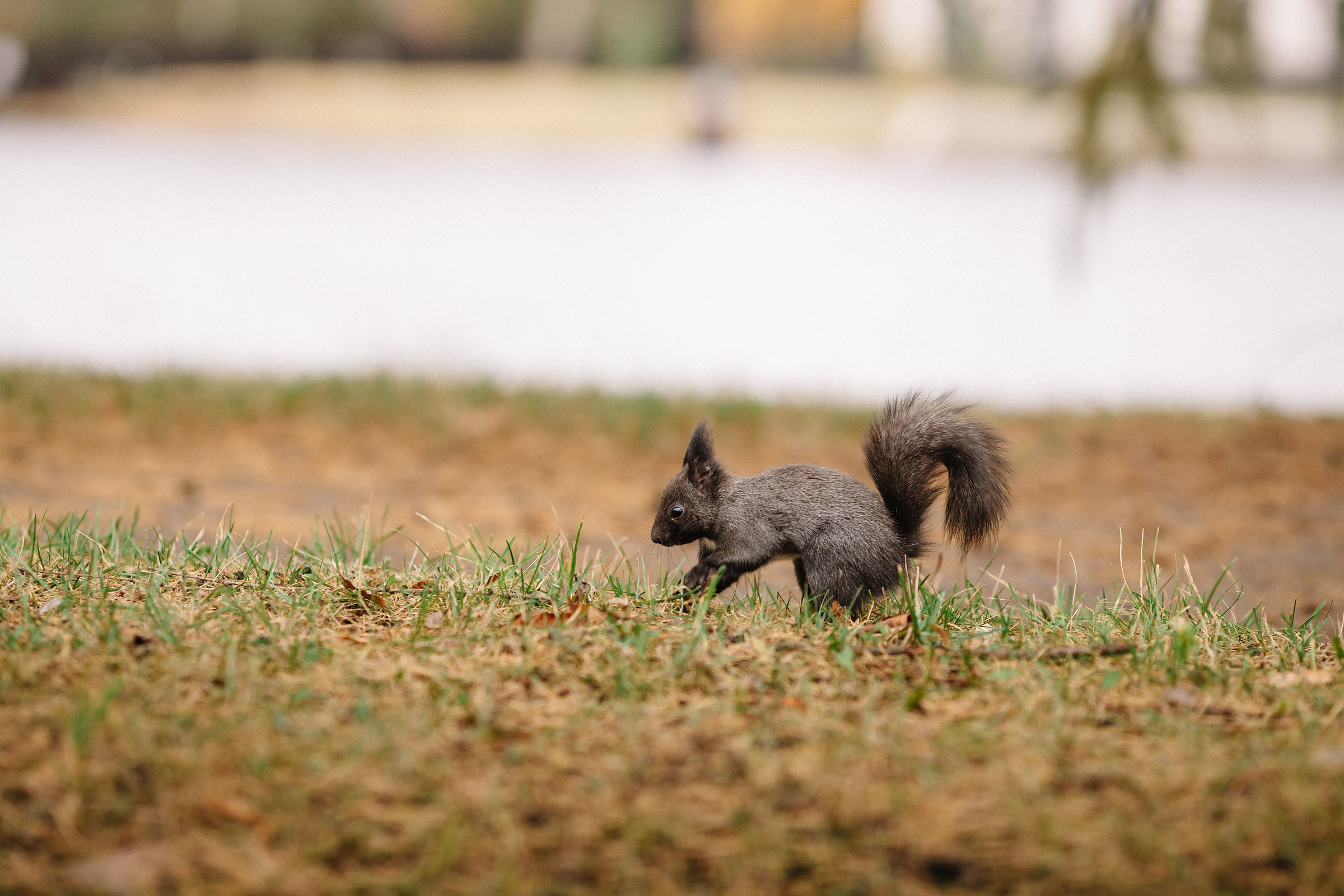 Елагин остров. Семейный и свадебный фотограф в Майкопе Михаил Мартиросян