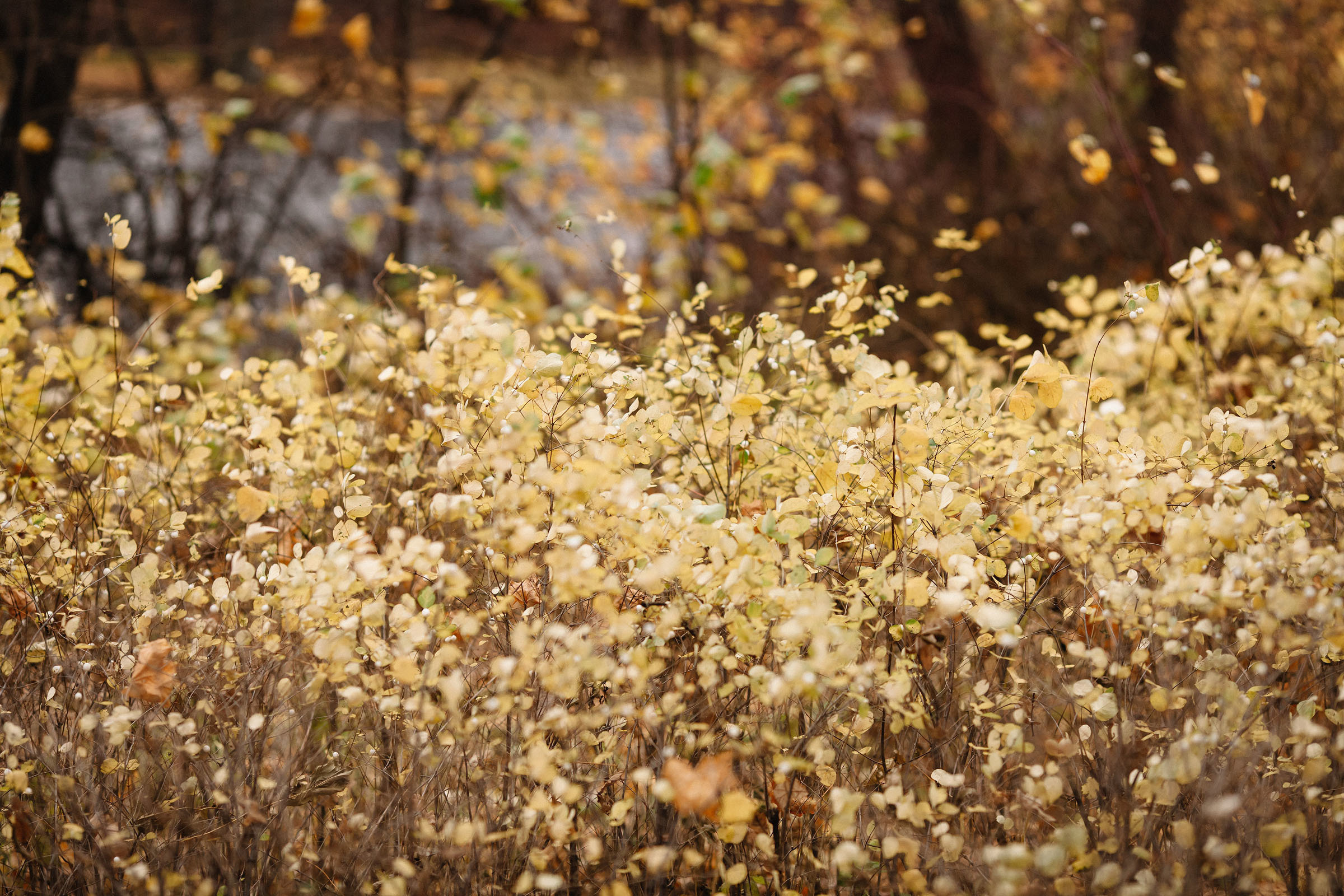Елагин остров. Семейный и свадебный фотограф в Майкопе Михаил Мартиросян