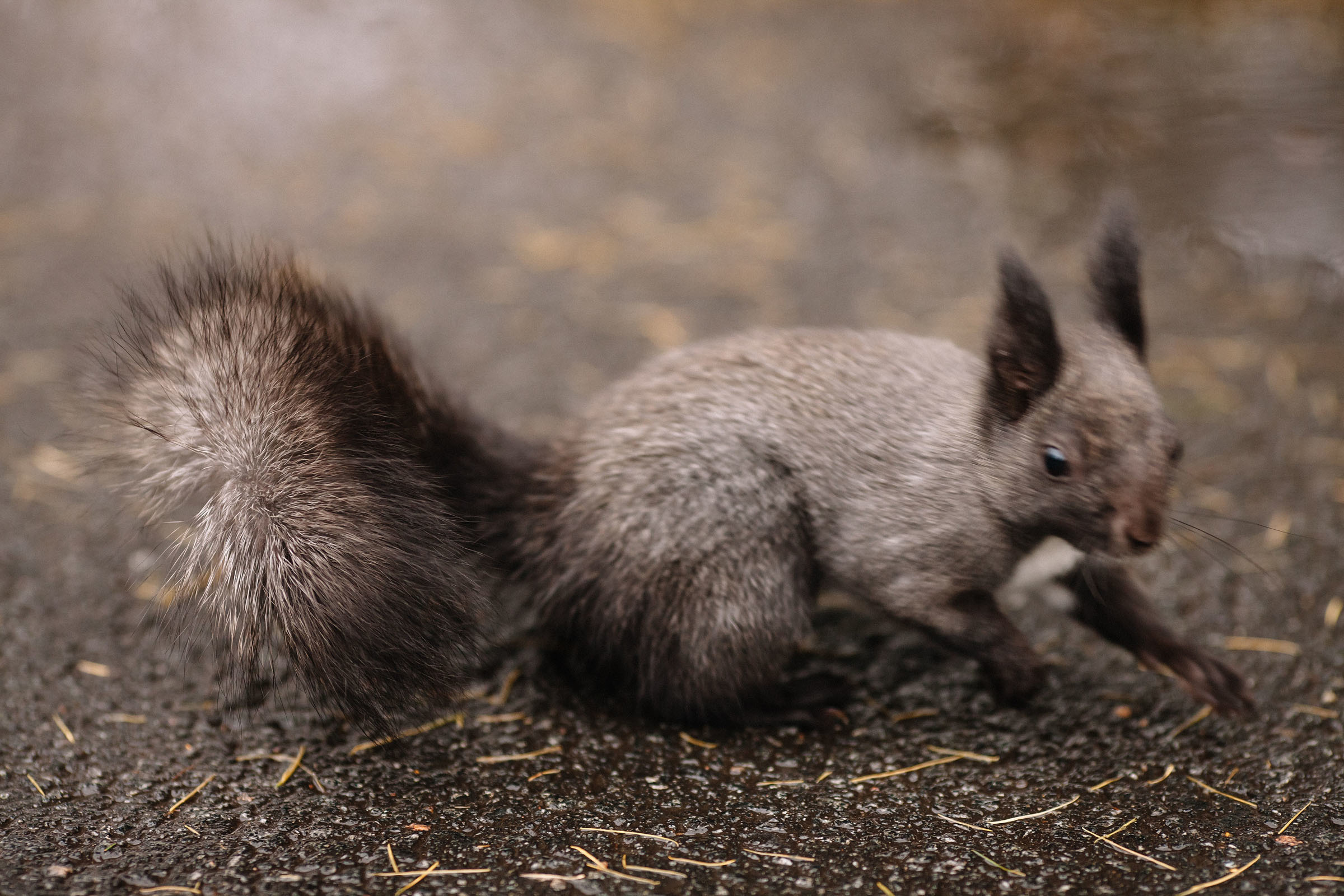 Елагин остров. Семейный и свадебный фотограф в Майкопе Михаил Мартиросян
