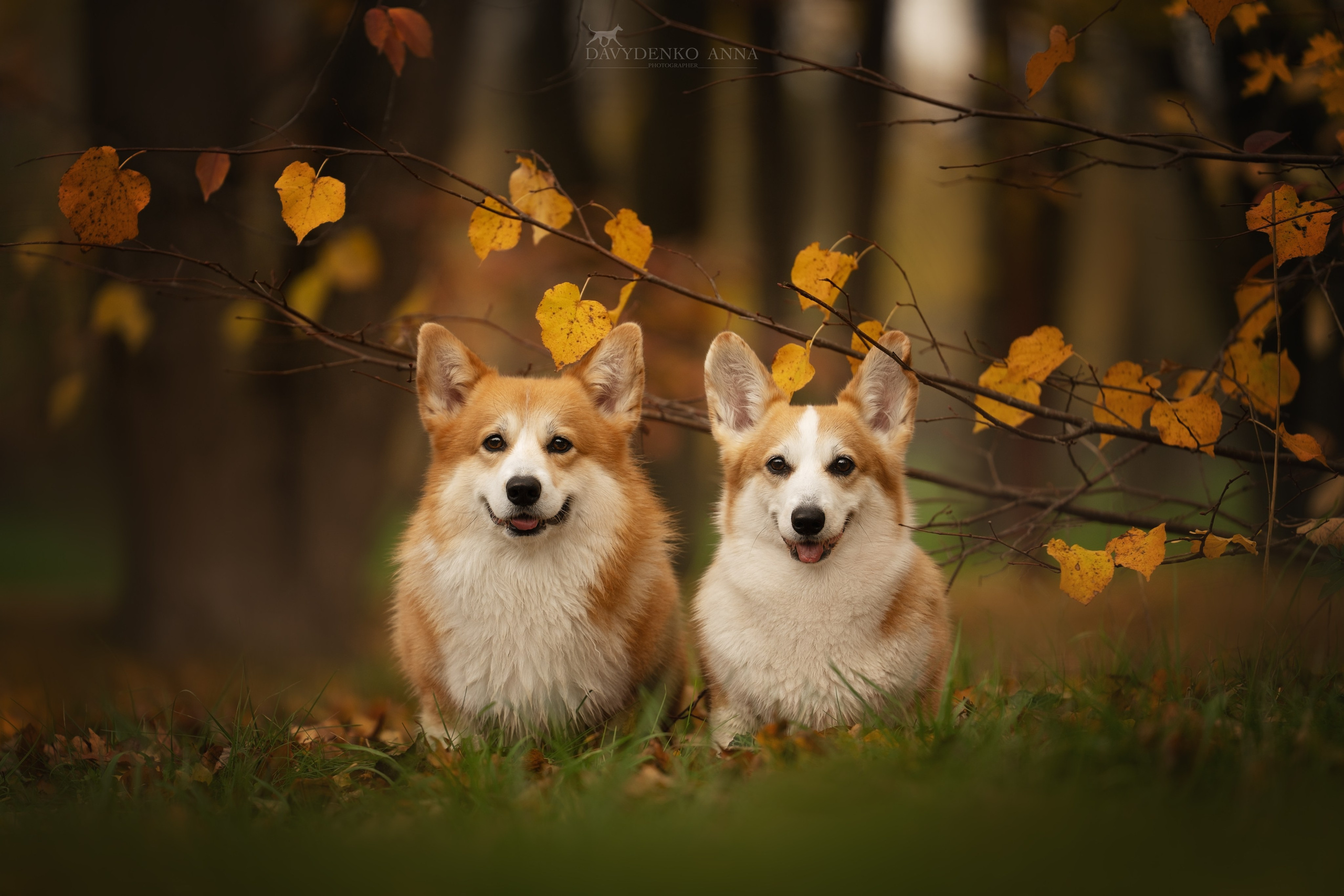 фотосессия собак краснодар выставка собак фотограф анималист сочи 